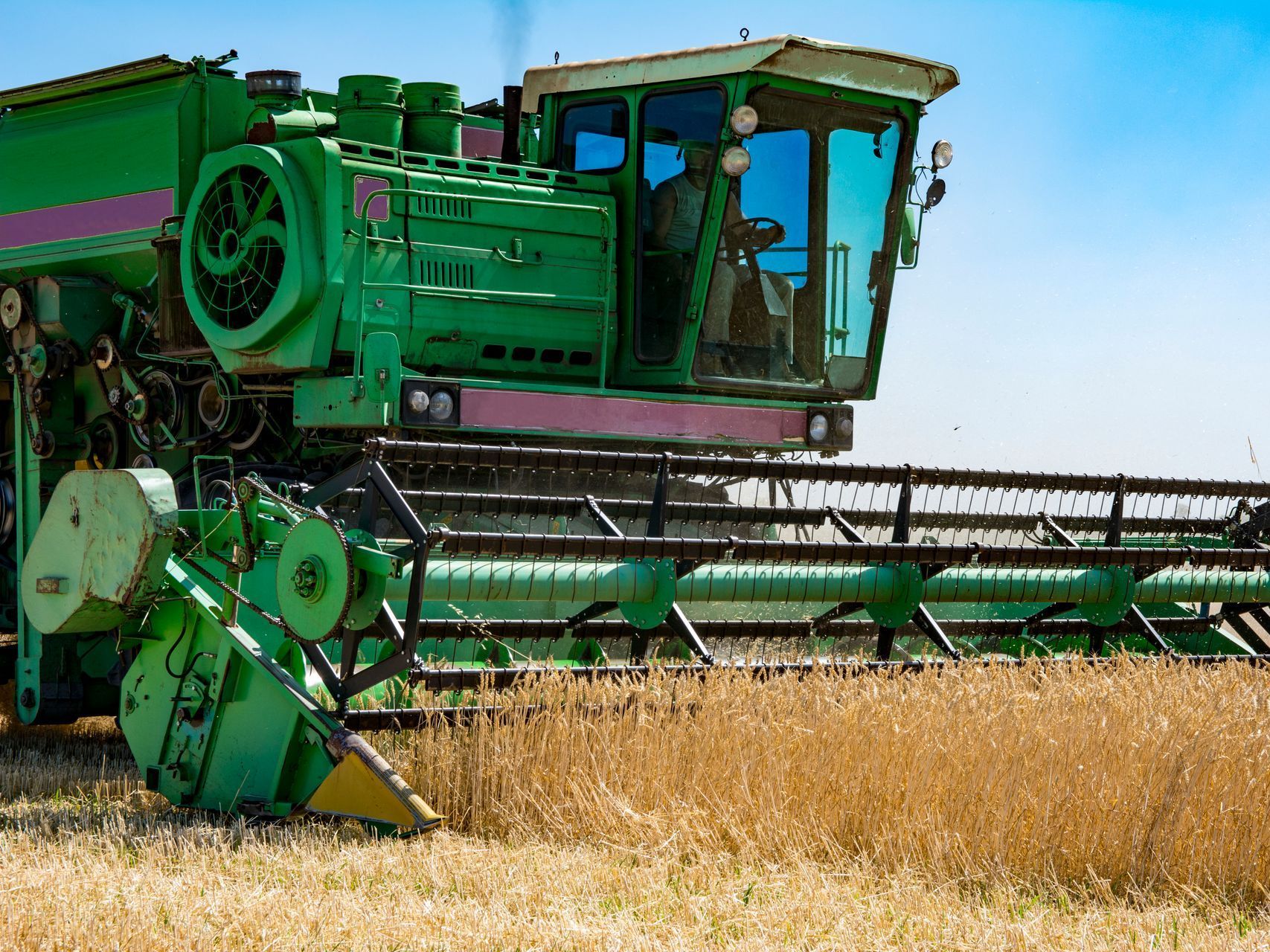 A green combine harvester is working in a field of wheat.