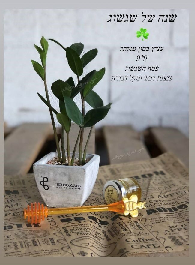 שנה של צמיחה