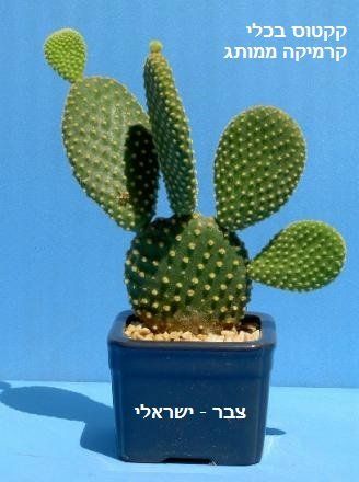 צבר גאה.