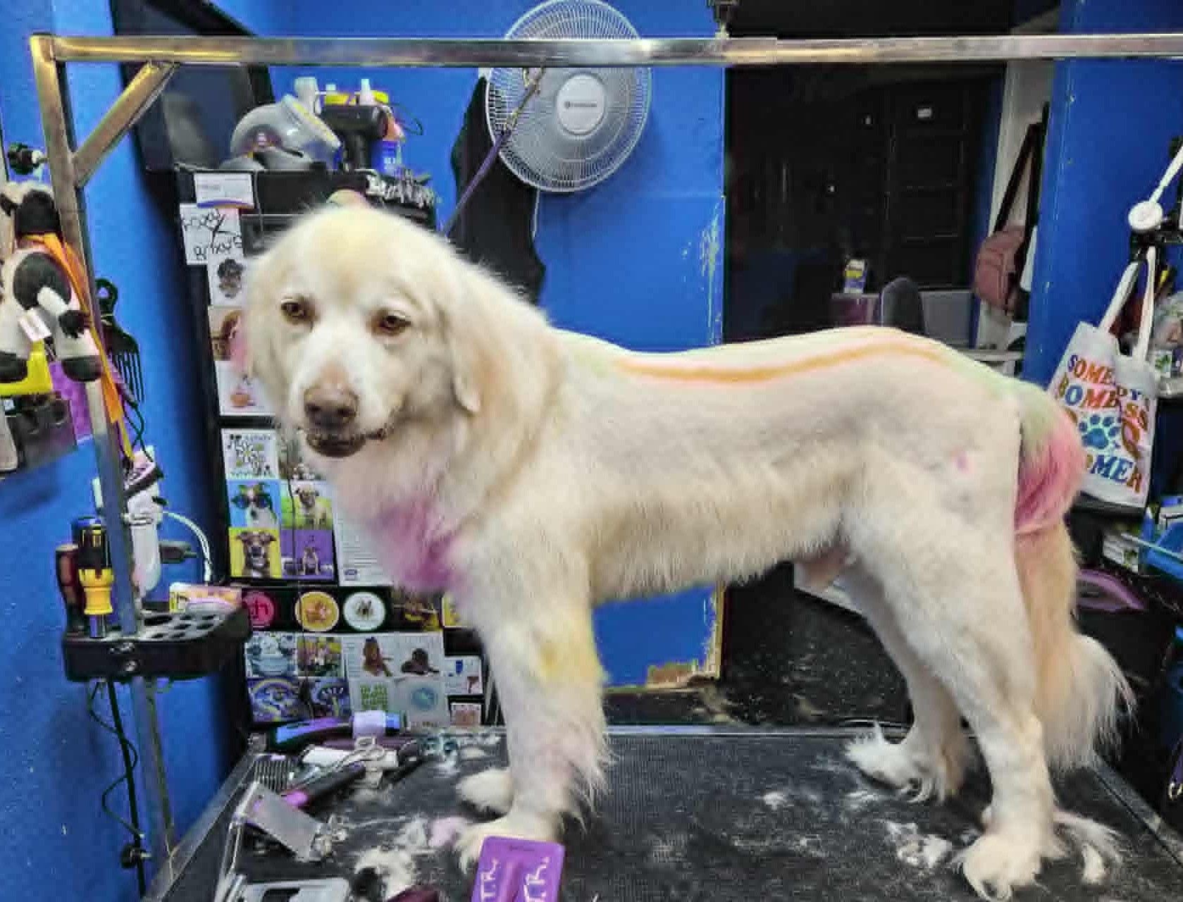 Cream-colored dog, partially shaved with rainbow dye, standing on a grooming table at a pet salon.