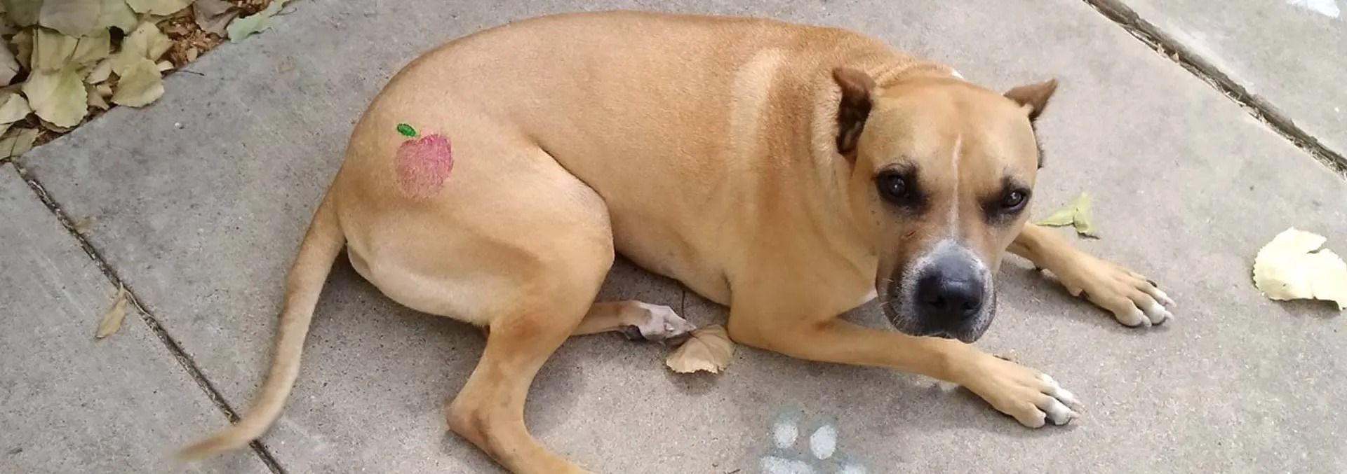 Tan dog with strawberry tattoo on its leg, lying on concrete.