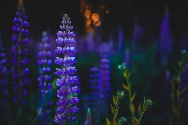 cremation services in Canton Township, MI