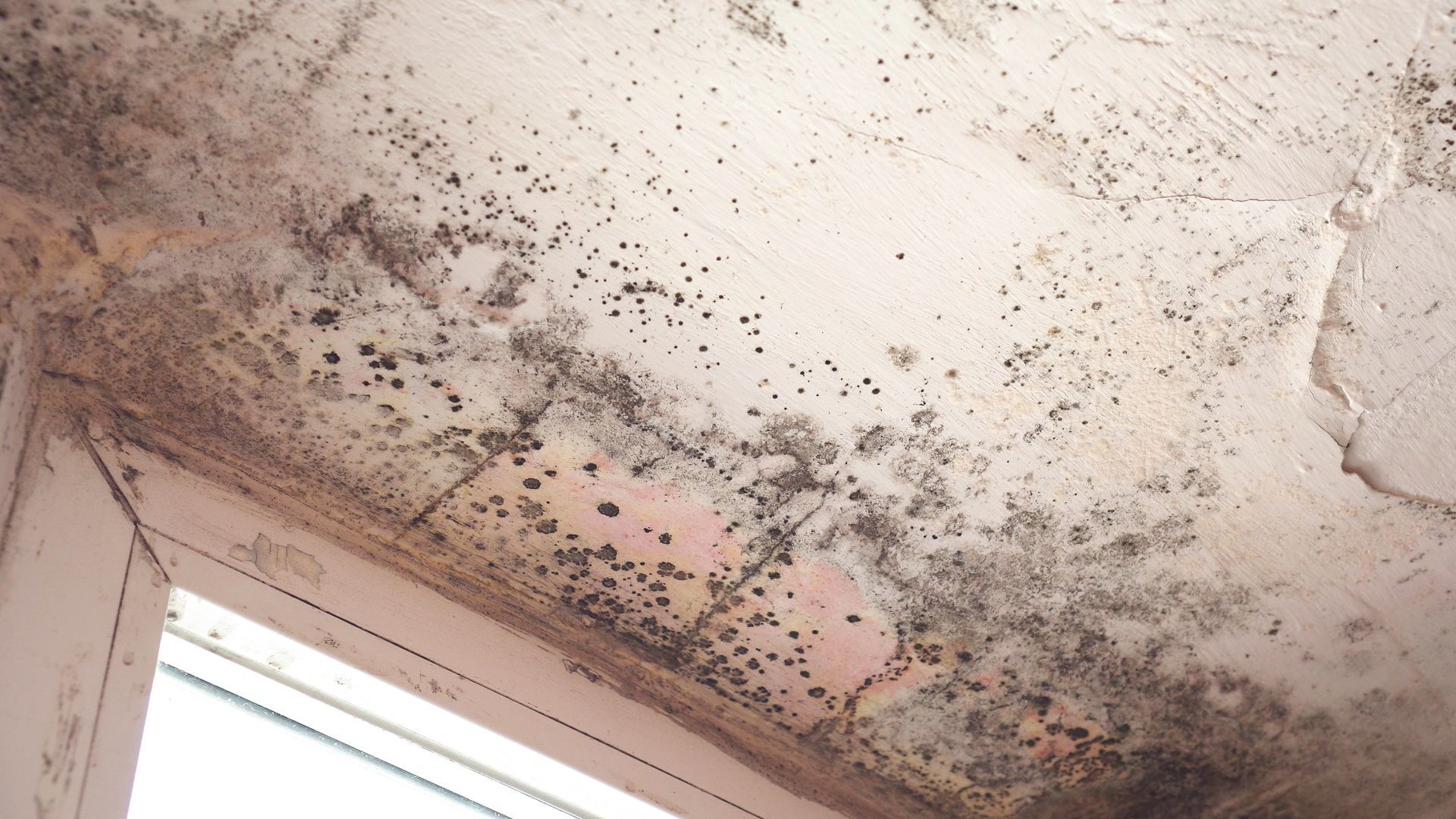 Mold growth is visible on the interior ceiling surface during the remediation assessment.