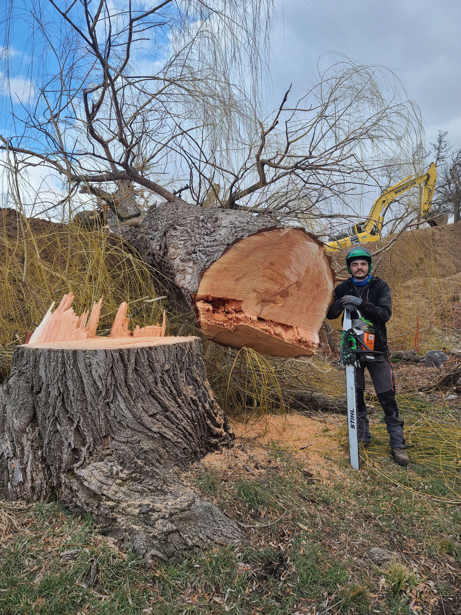 Tree Removal | Salt Lake City, UT | Great Lake Arbor Care