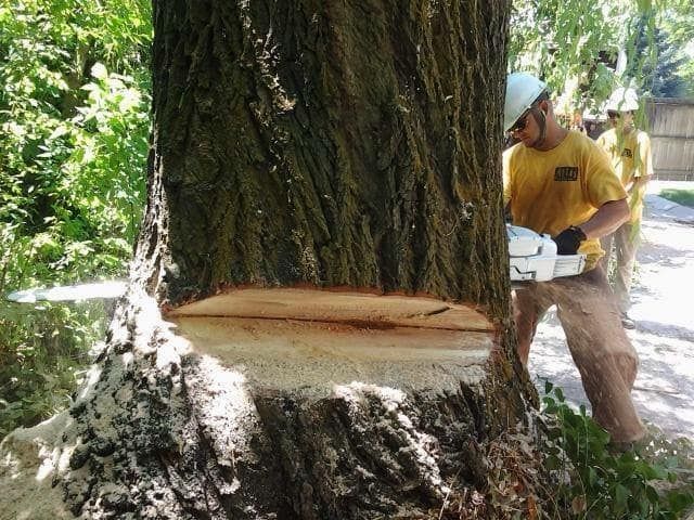 Tree Removal | Salt Lake City, UT | Great Lake Arbor Care