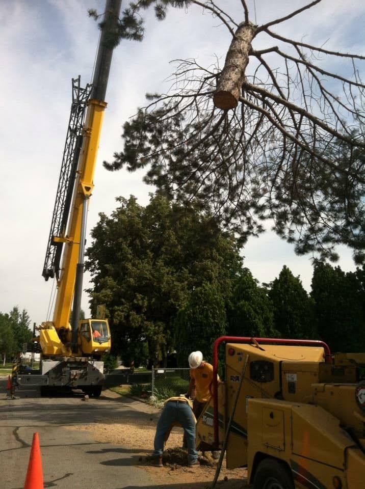 Slc Tree Protection Tree Removal | Salt Lake City, UT | Great Lake Arbor Care