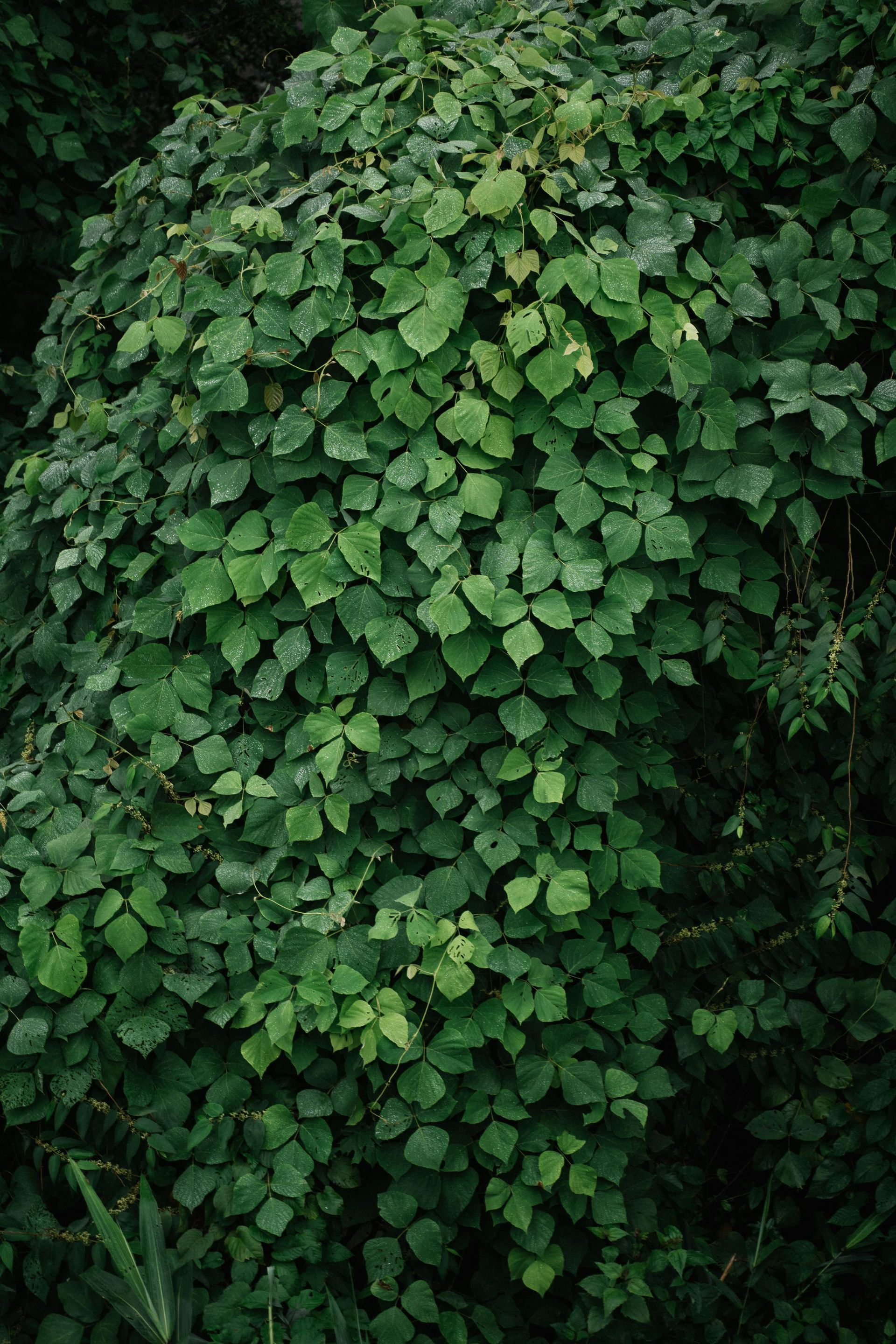 Dense green ivy covering a wall, with overlapping heart-shaped leaves.