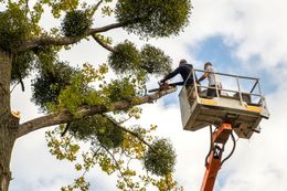 Workers in a lift trimming a large tree against a cloudy sky.