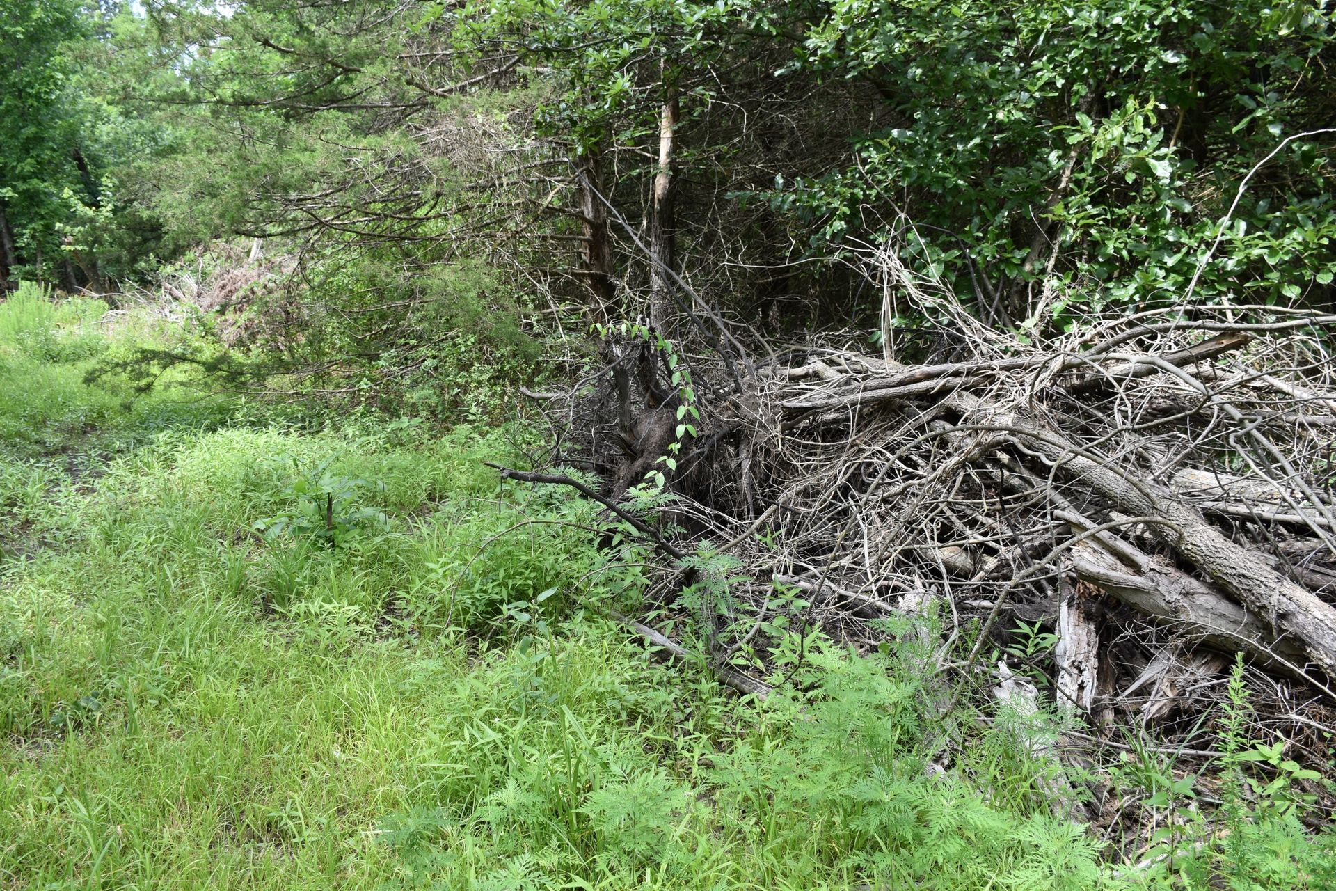 Dense green woodland with a large pile of fallen branches and logs on the right