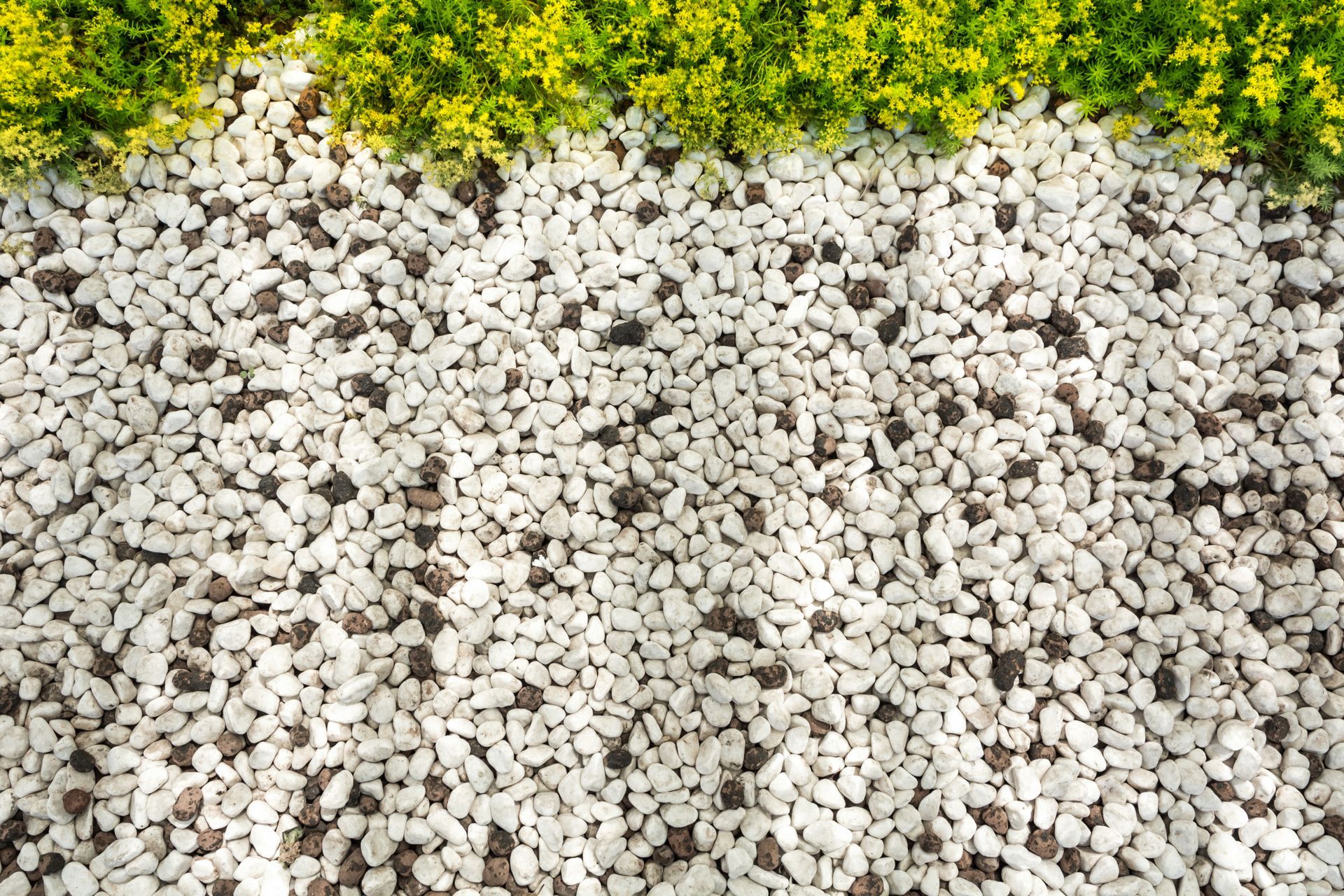 White gravel ground cover with green plant border.