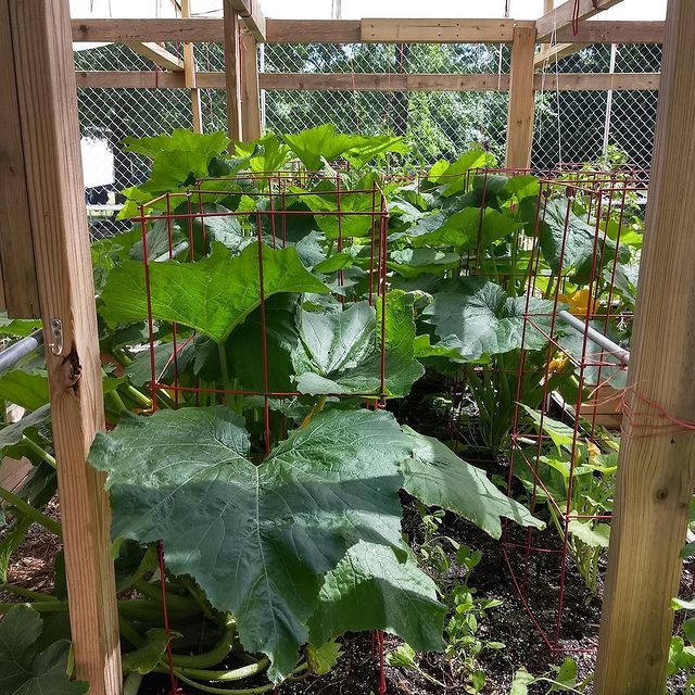 Lush green squash vines climbing a wire trellis in a wooden garden bed