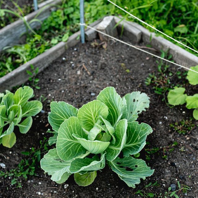 Green cabbage plants growing in a raised garden bed with dark soil and a small fence
