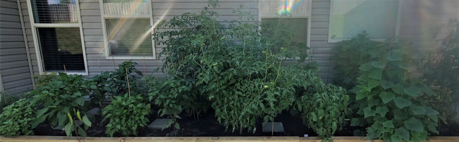 Raised garden bed with lush green plants beneath a house window and siding