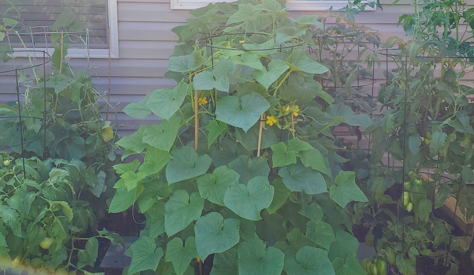 Lush green vine-covered plant in a garden bed beside a house wall.