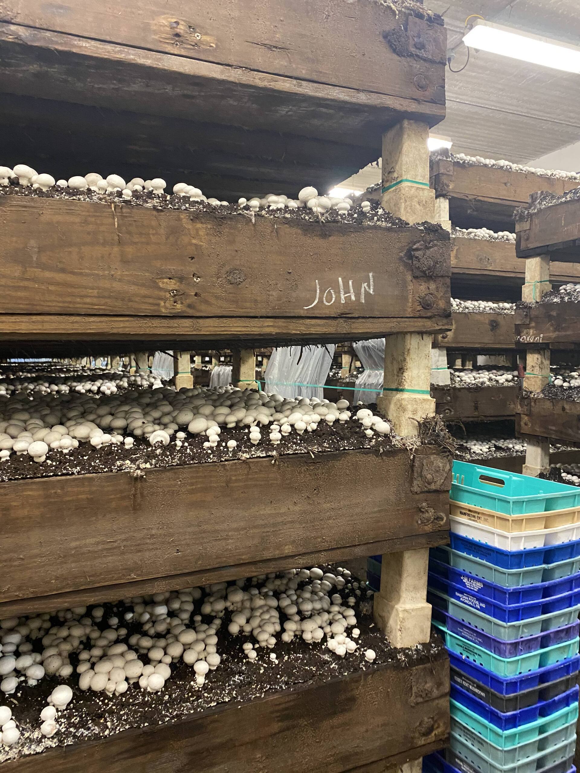 Mushroom growing beds with clusters of white button mushrooms.