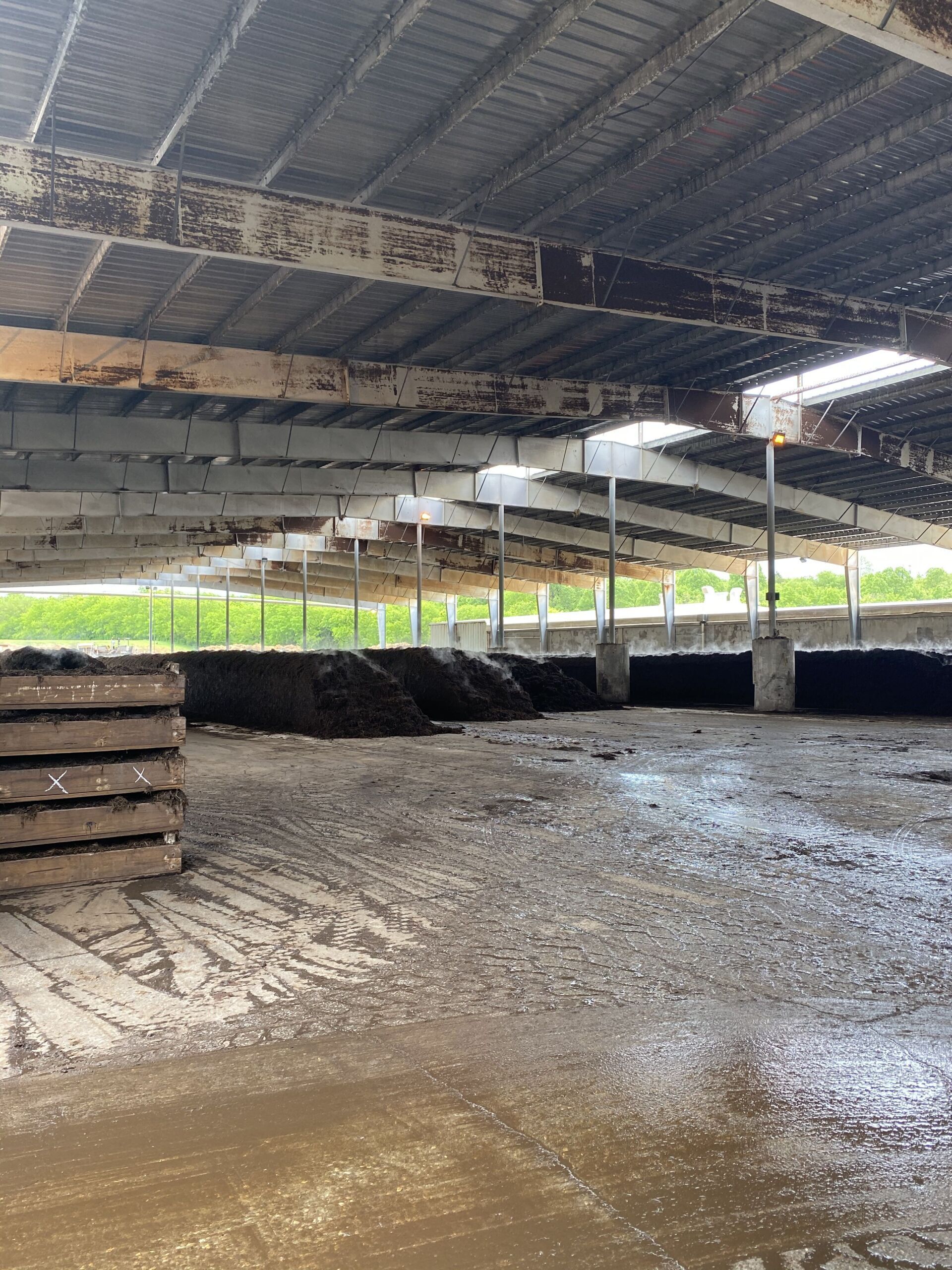Large muddy livestock barn with stacked feed bales and rows of black cattle under a metal roof