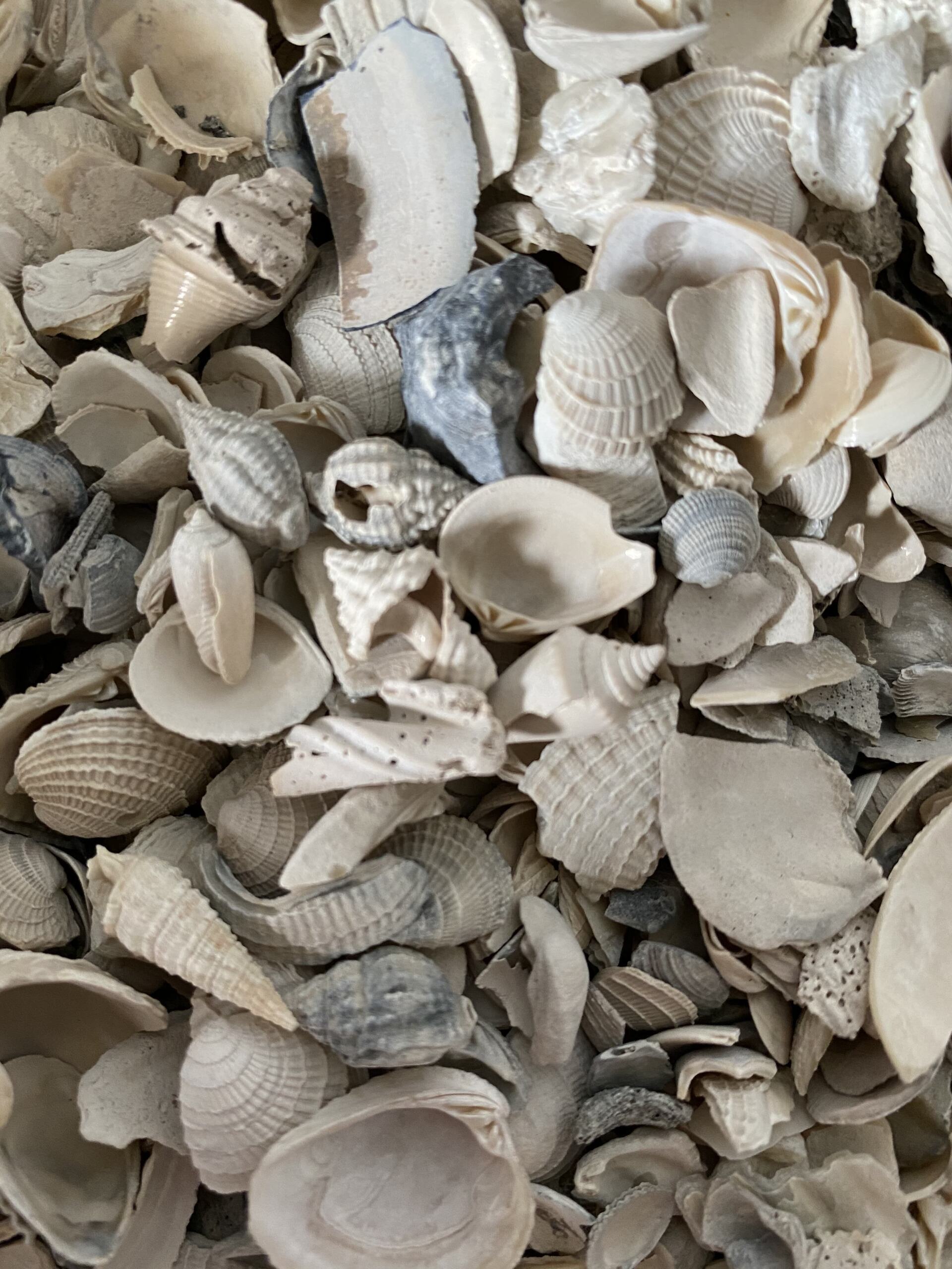Pile of white and gray seashell fragments and broken shell pieces