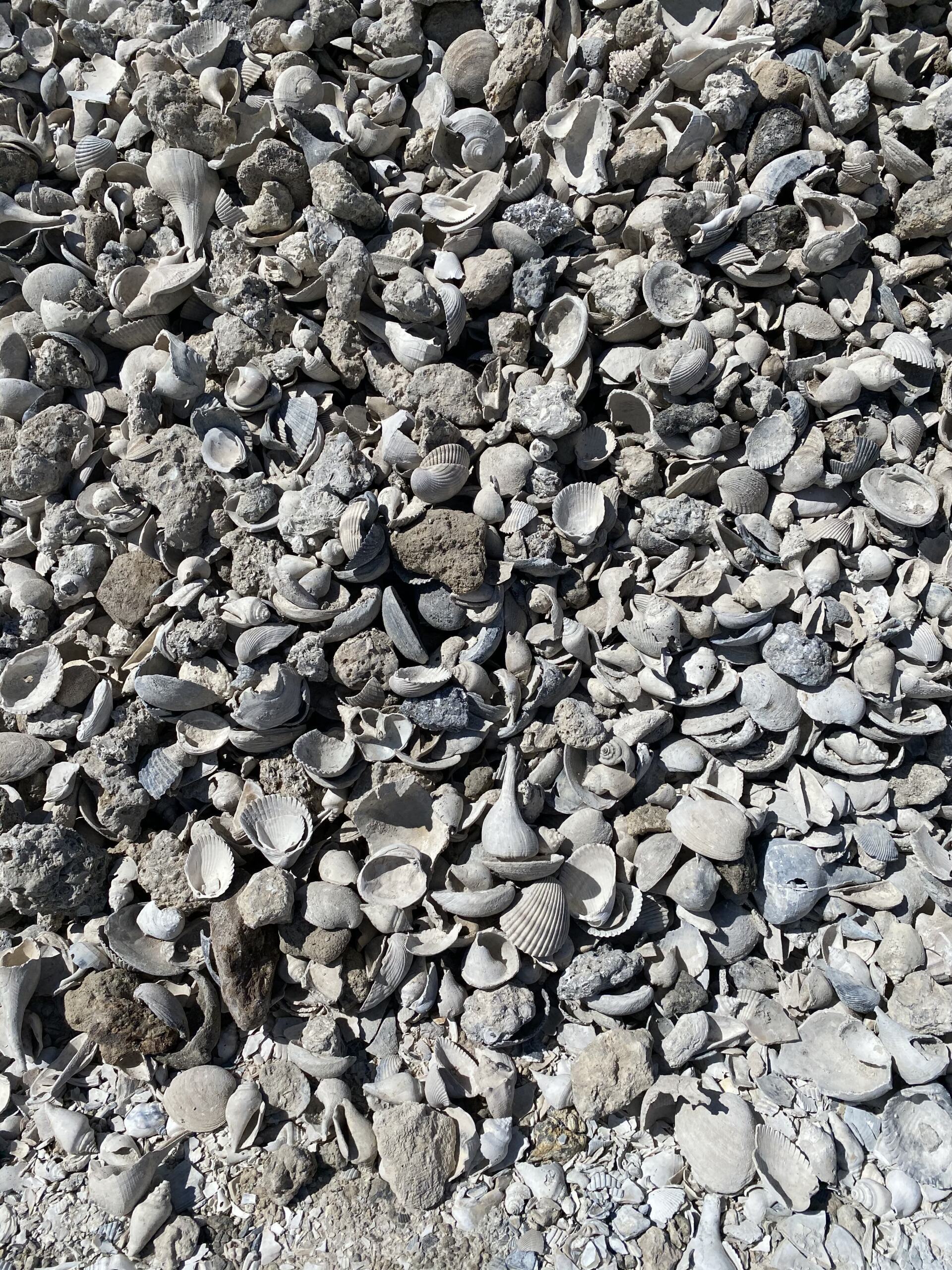 Close-up of a gravelly rocky surface with small gray and white stones.