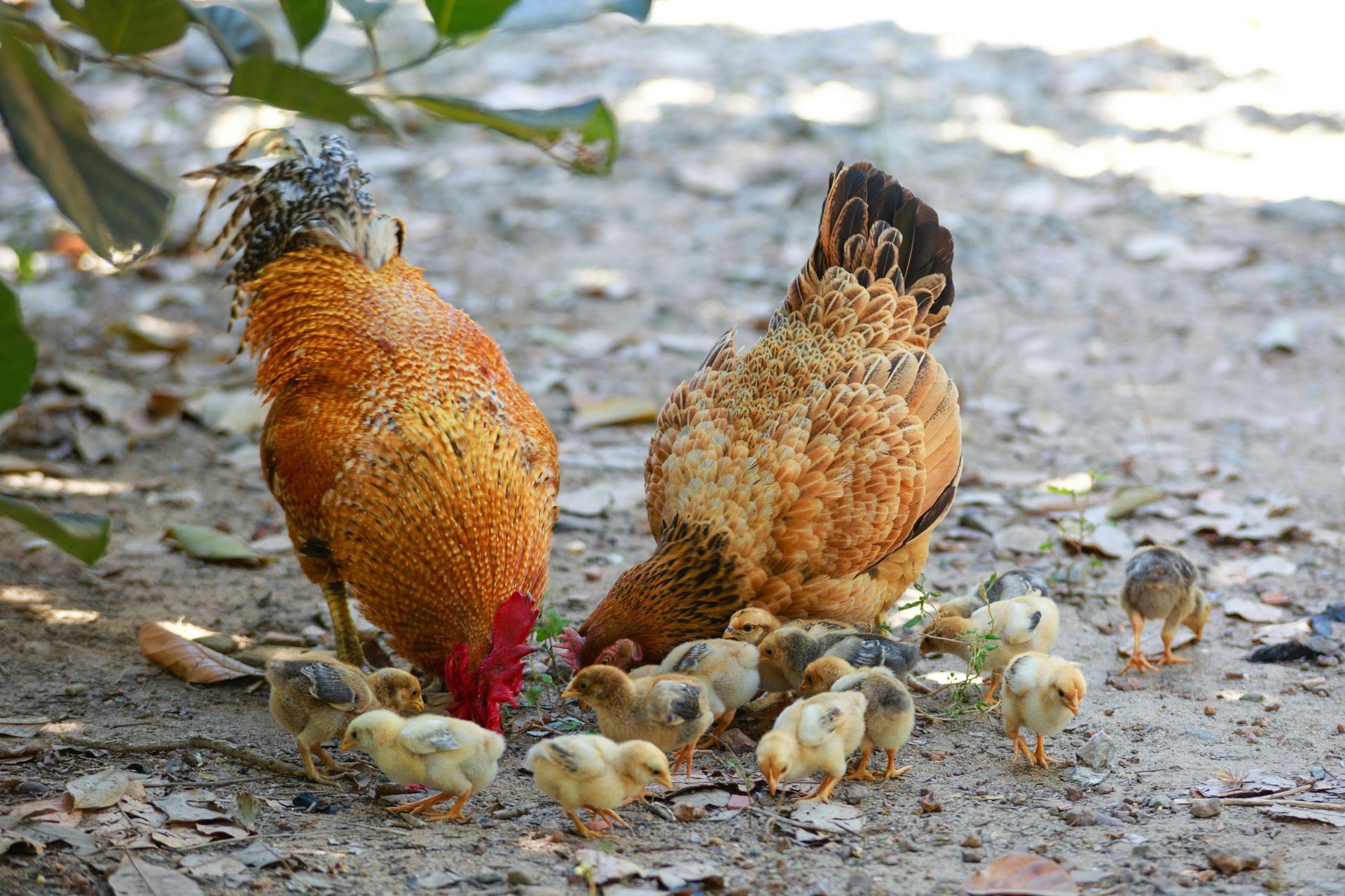 Two chickens with chicks foraging on dirt.