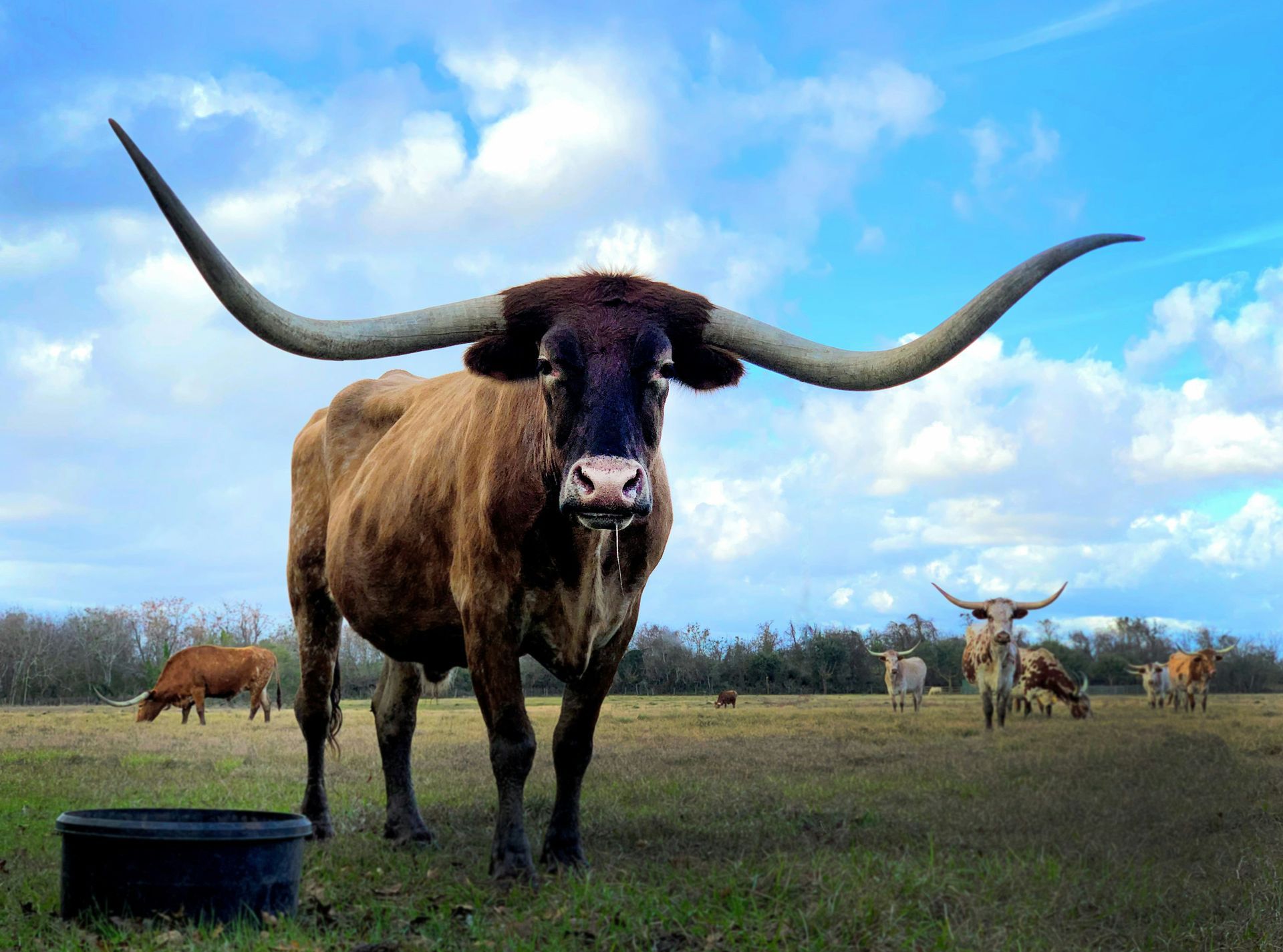 Texas Longhorn with long, curved horns stands in a field under a blue sky, other cattle graze in the background.