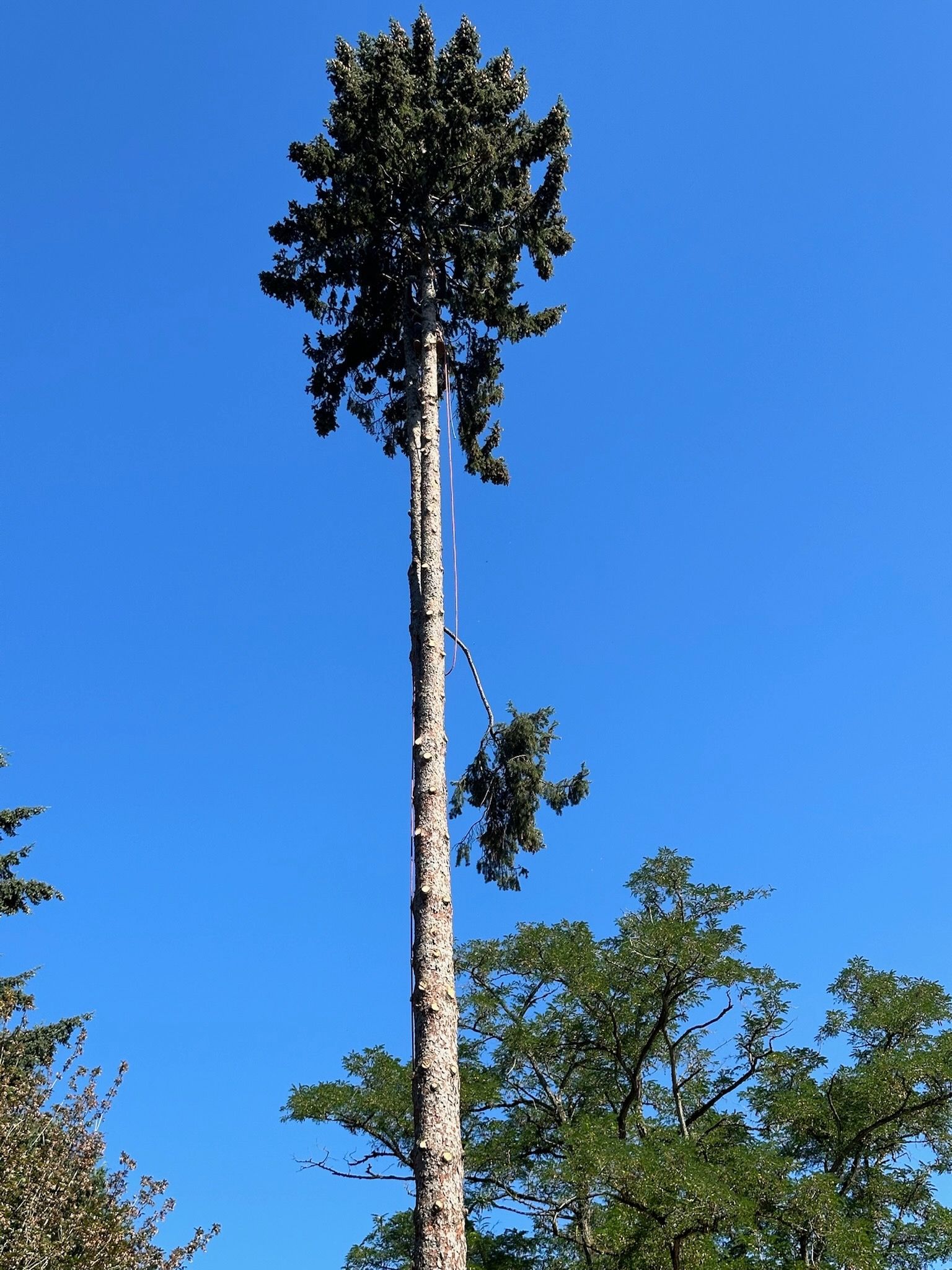 Tree Service