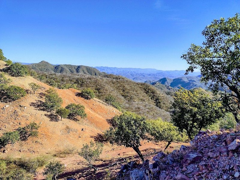 A view of a desert landscape with trees and mountains in the background