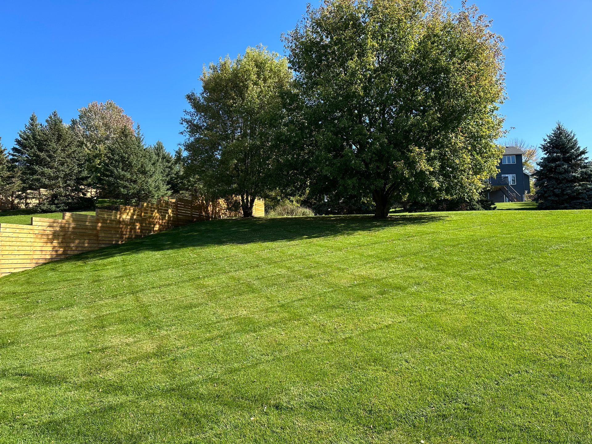 There is a large tree in the middle of a lush green field.