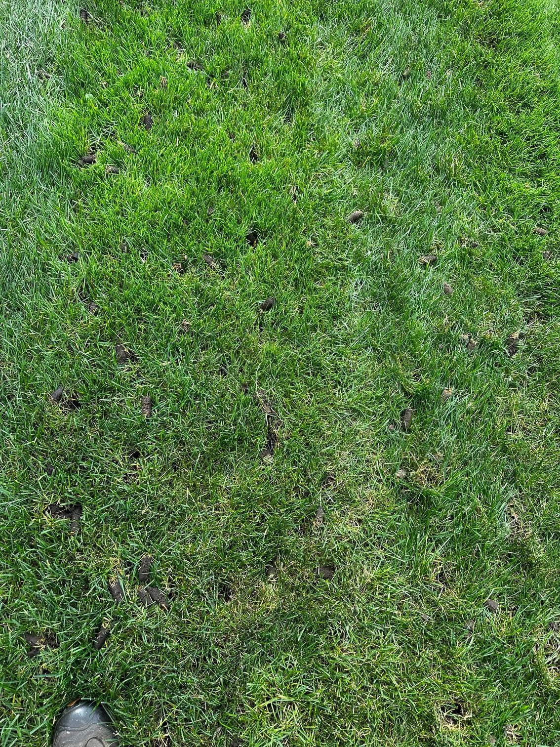 A close up of a lush green lawn with a shovel in the grass.