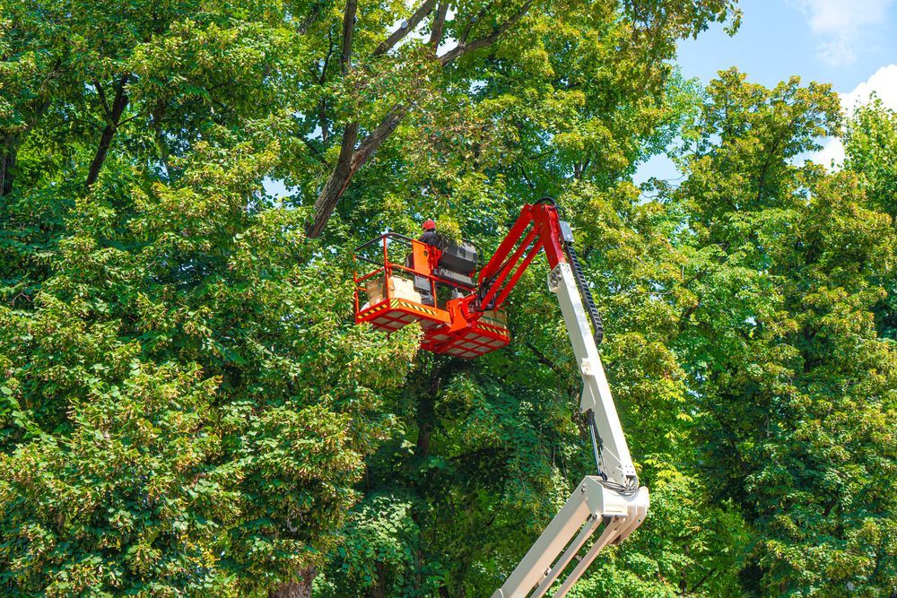 A man is cutting a tree with a crane.
