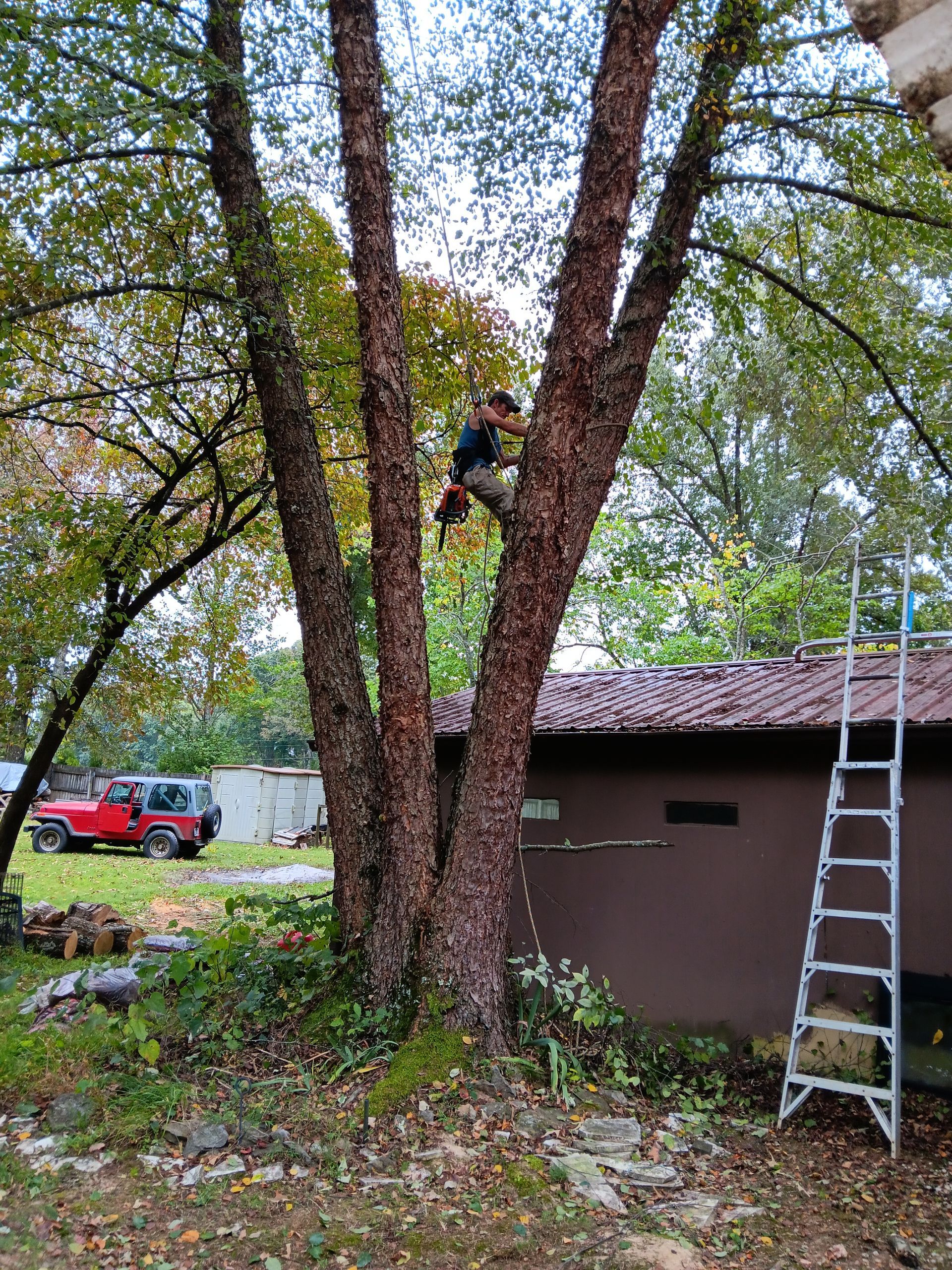 Person climbing a tree beside a shed, with a ladder leaning against the roof and a red truck in the background