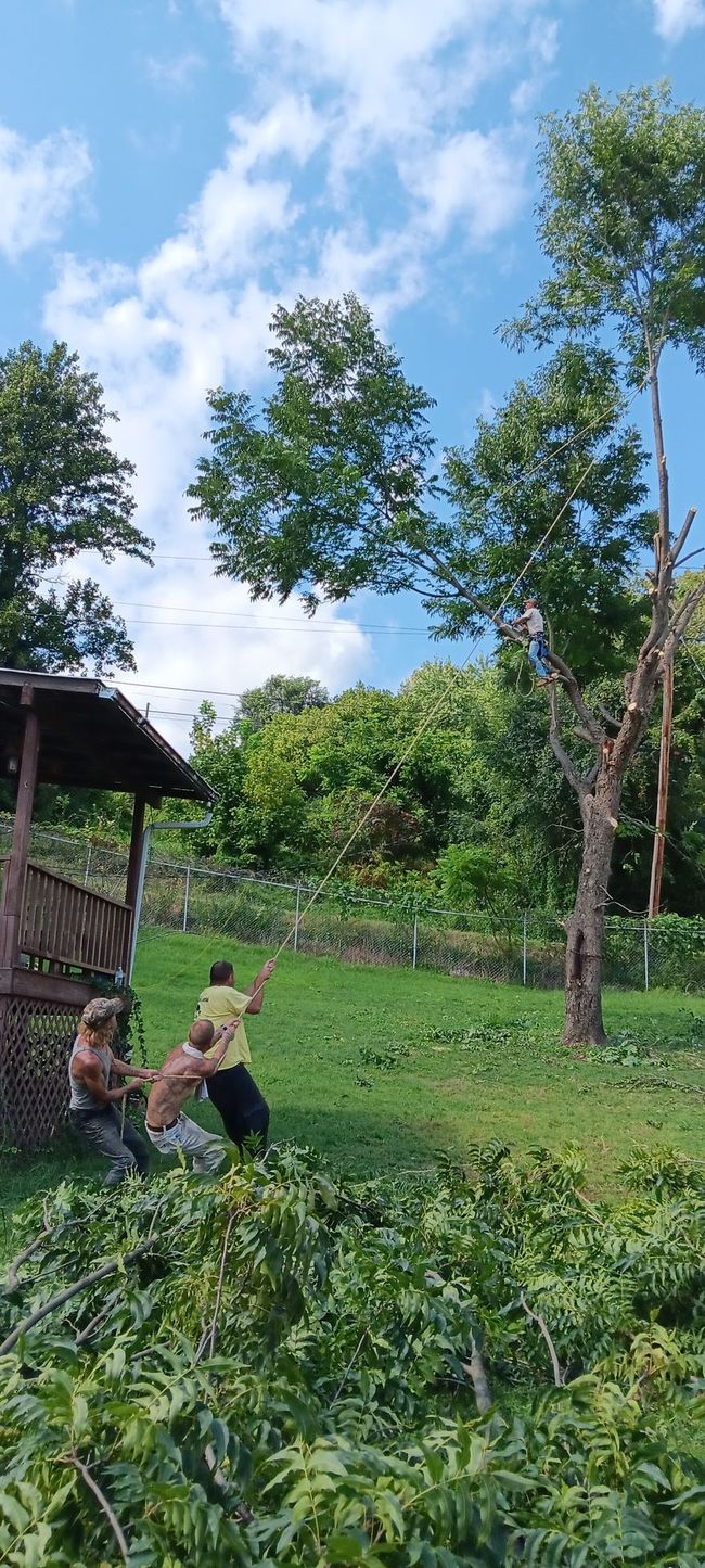 Person climbing a tree while another stands below in a grassy yard.
