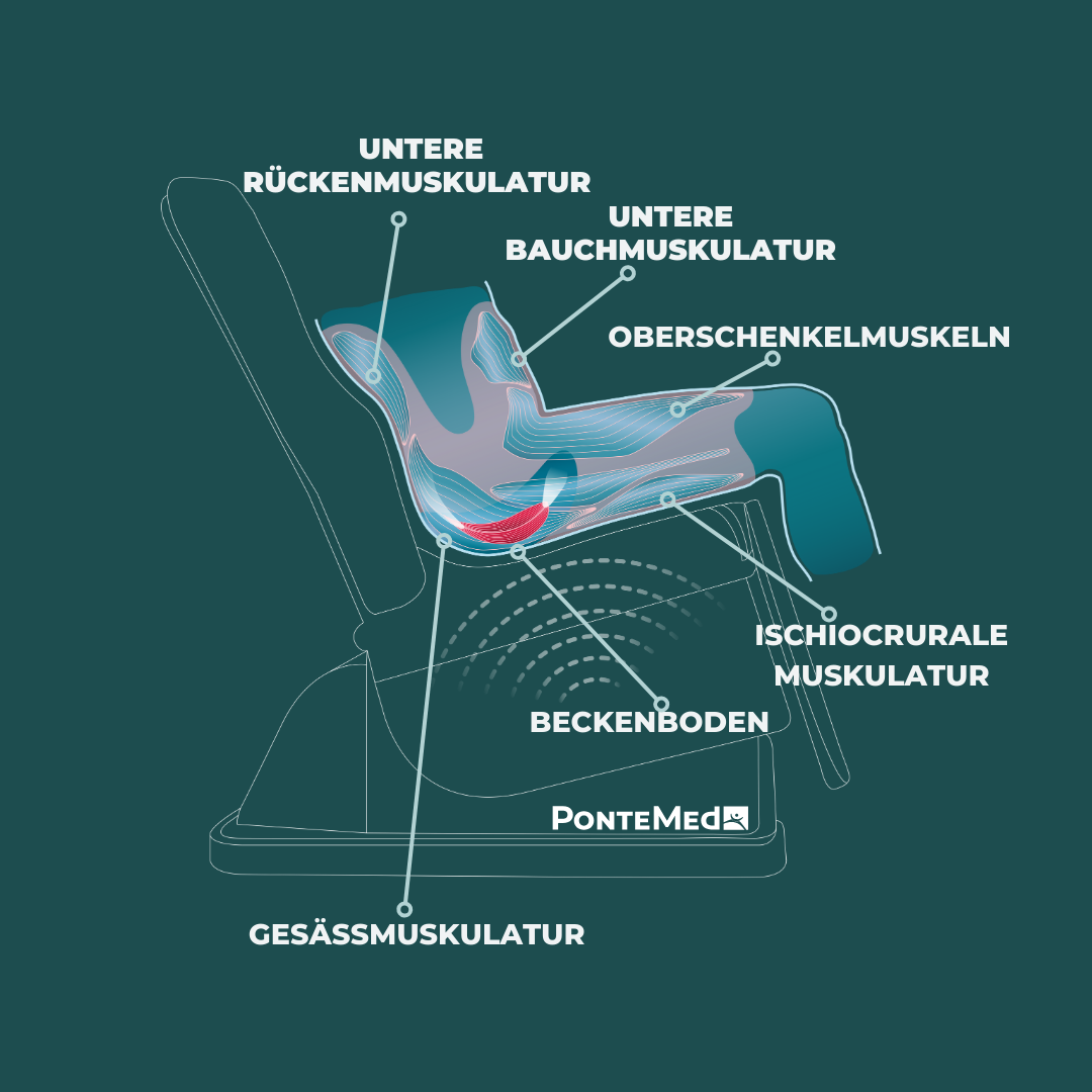 Anatomisches Diagramm einer Sitzhaltung mit Hervorhebung der Rücken-, Bauch-, Oberschenkel-, Gesäss- und Beckenbodenmuskulatur.