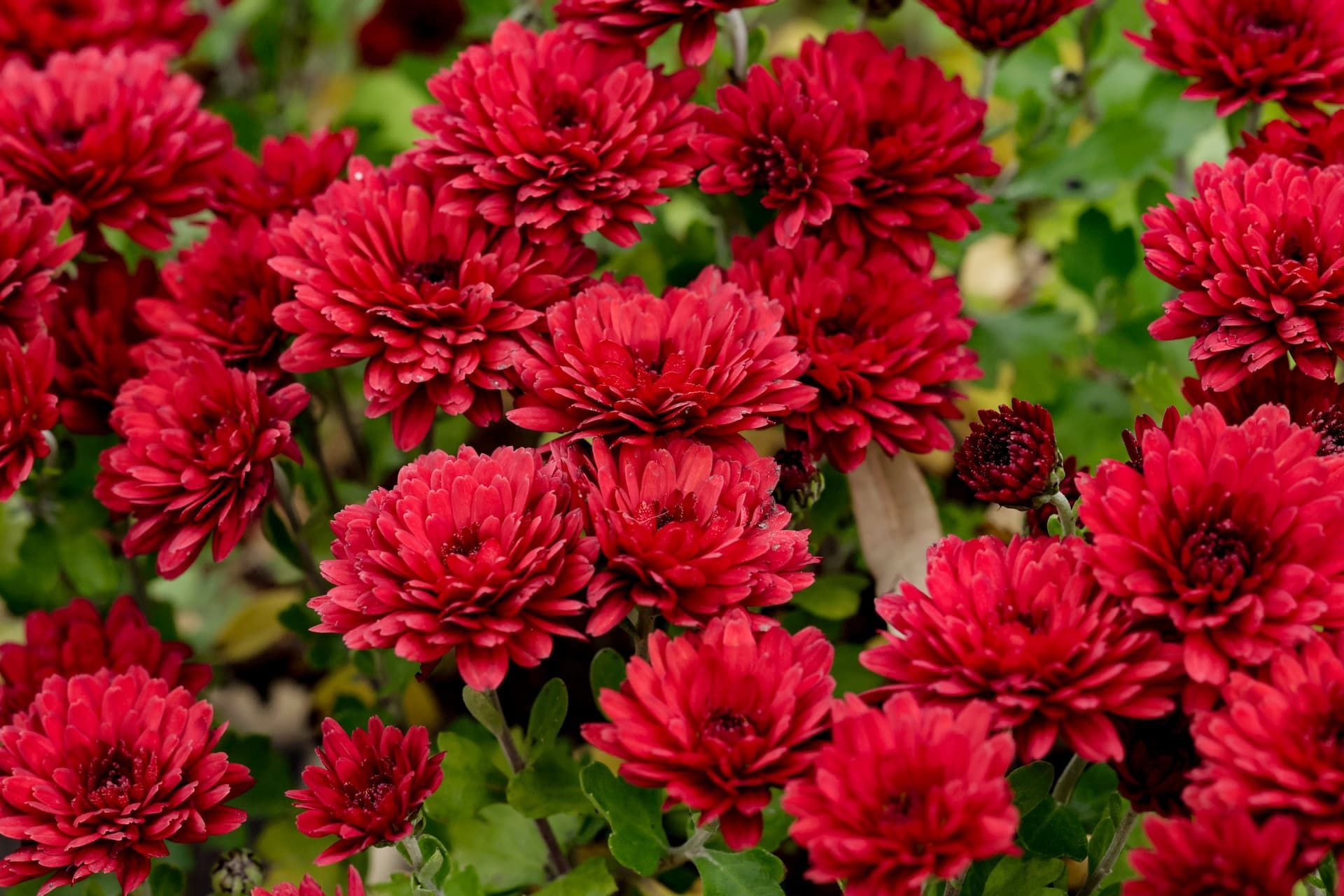 Cluster of vibrant red chrysanthemums with green leaves in a garden