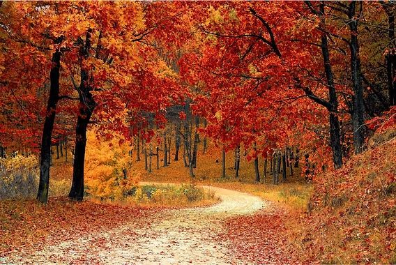 Winding dirt road through forest with vibrant red and orange fall foliage.