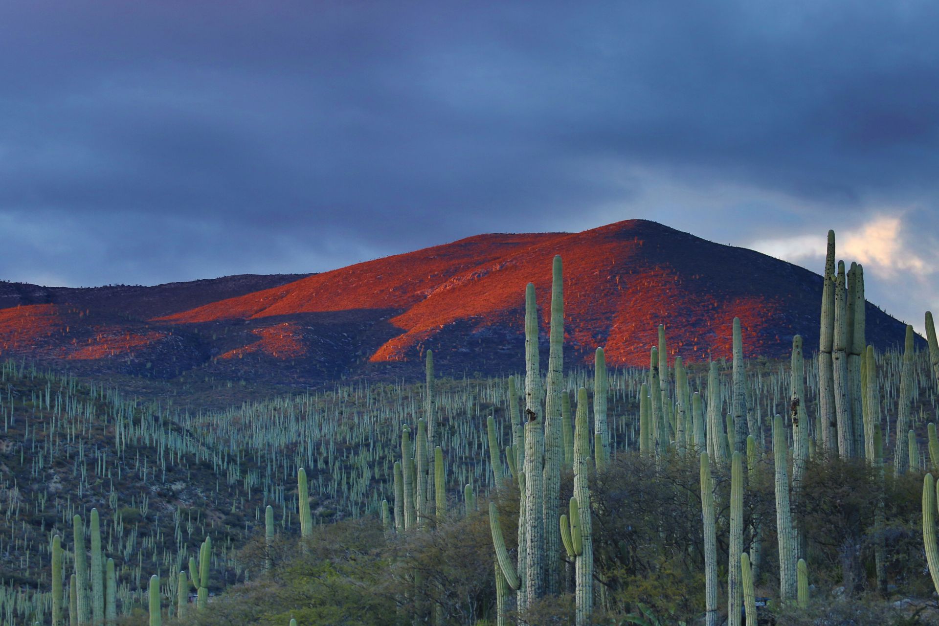 Paisaje desértico con altos cactus y una montaña rojo anaranjada bajo un cielo nublado.