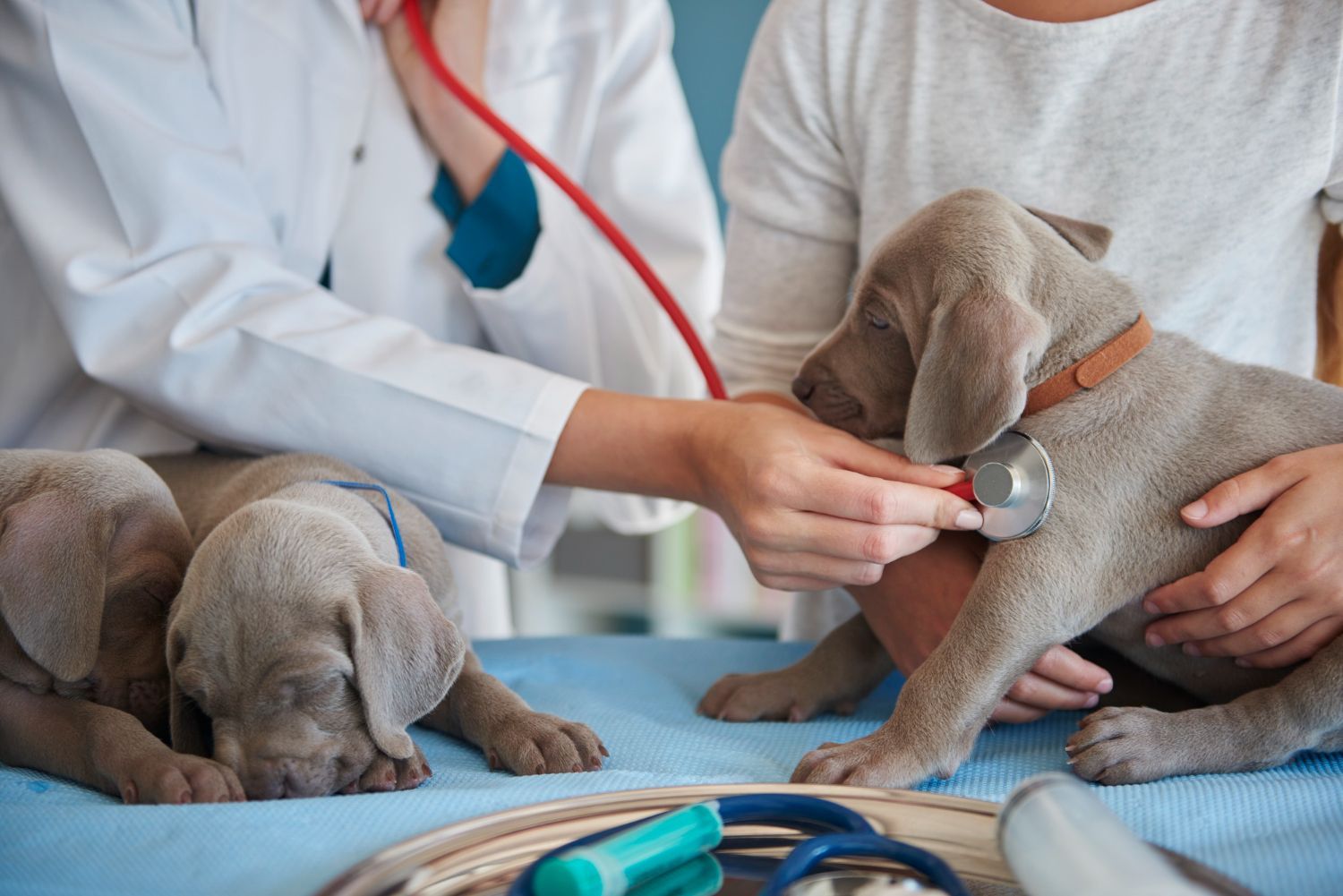 Veterinarian examining a puppy with a stethoscope while two other puppies rest nearby