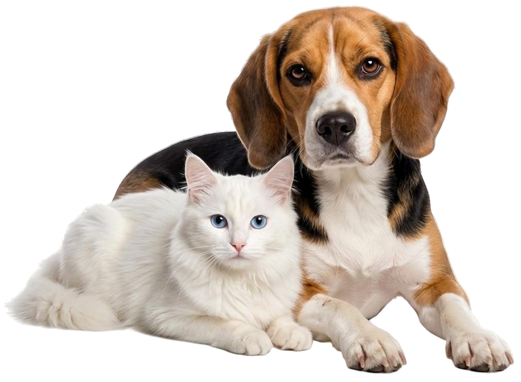 White cat and beagle lying together on a white background