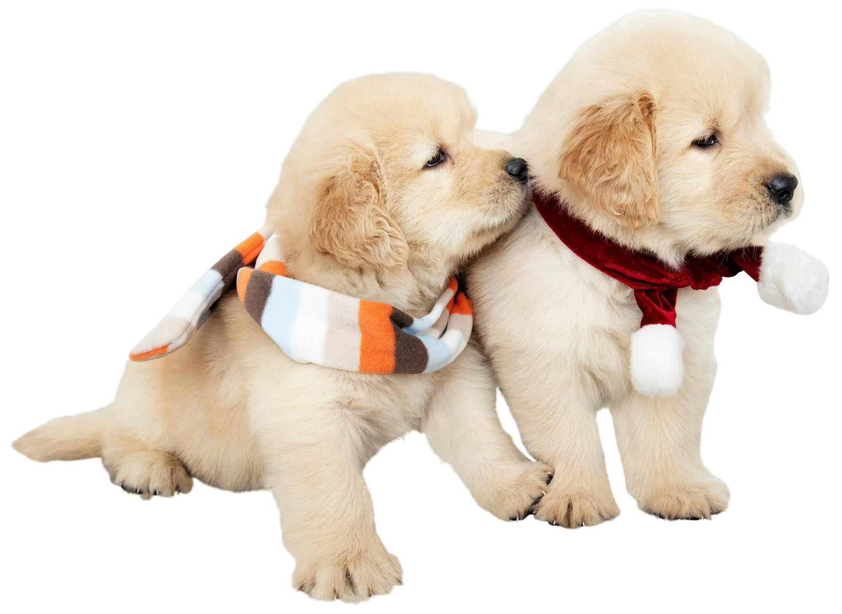 Two fluffy puppies wearing scarves, one nuzzling the other on a white background