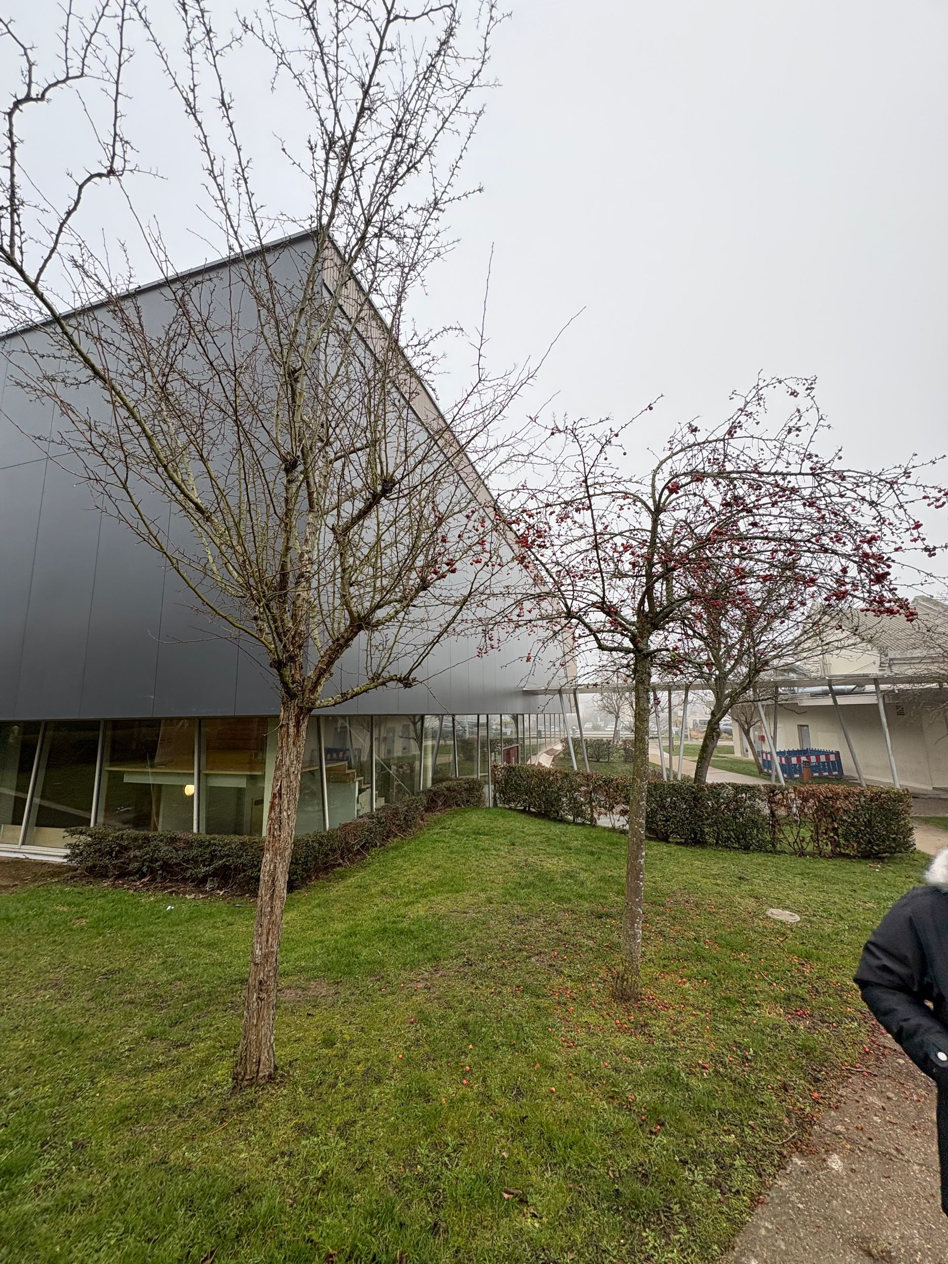 Deux arbres dénudés se dressent sur une pelouse herbeuse devant un bâtiment moderne au revêtement métallique sombre et incliné et aux fenêtres vitrées.