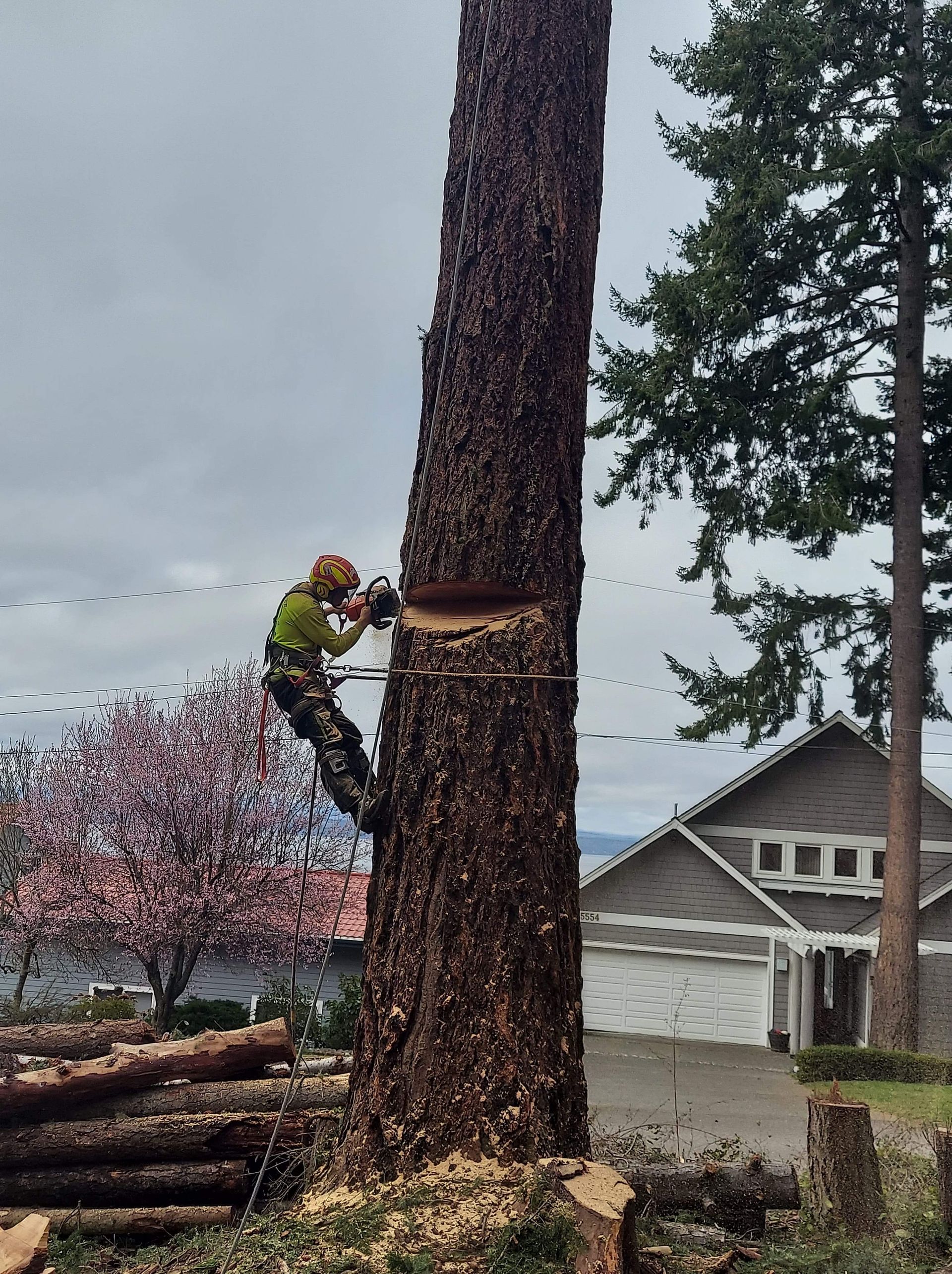 Arborist with chainsaw cutting a tall tree trunk, house and pink tree in the background.