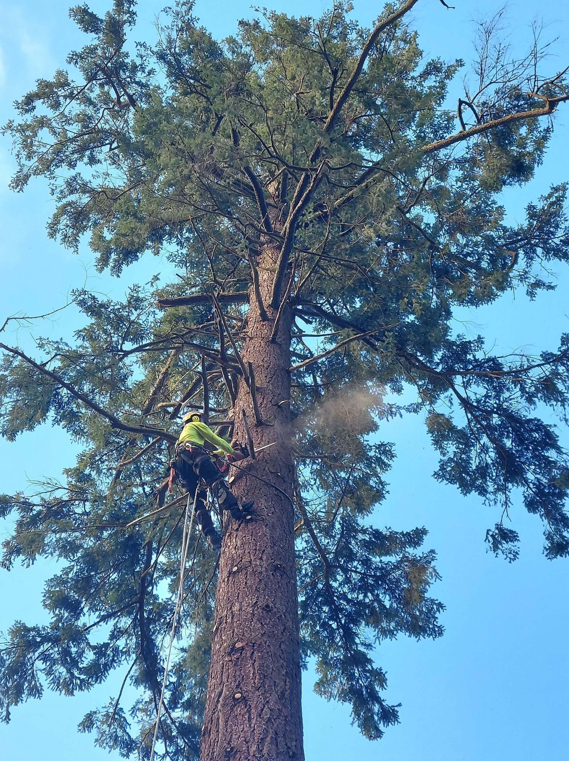 Arborist in green working on a tall tree trunk against a blue sky, sawing branches.