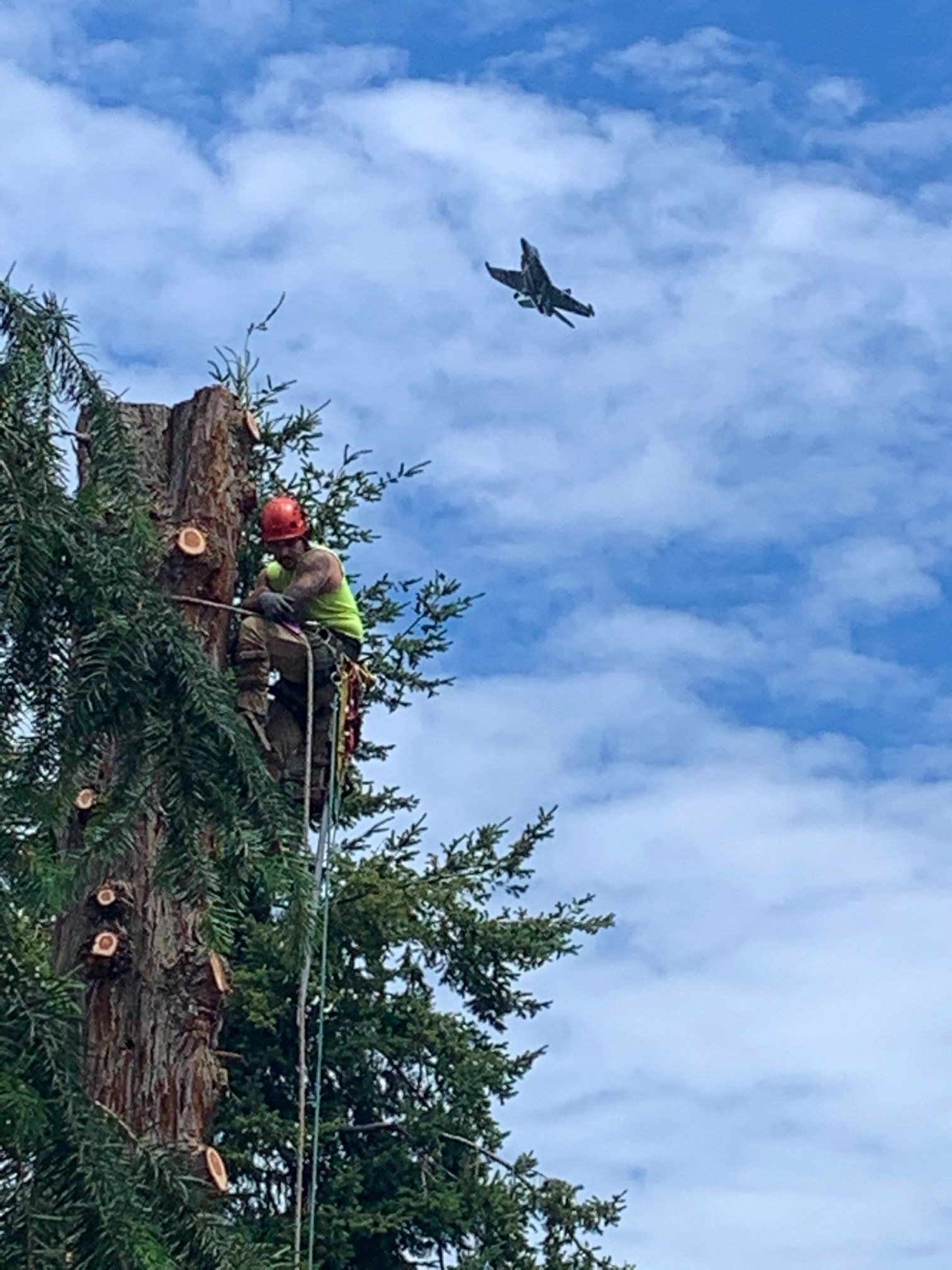 Arborist in safety gear cuts tree, plane flies overhead, blue sky with clouds.