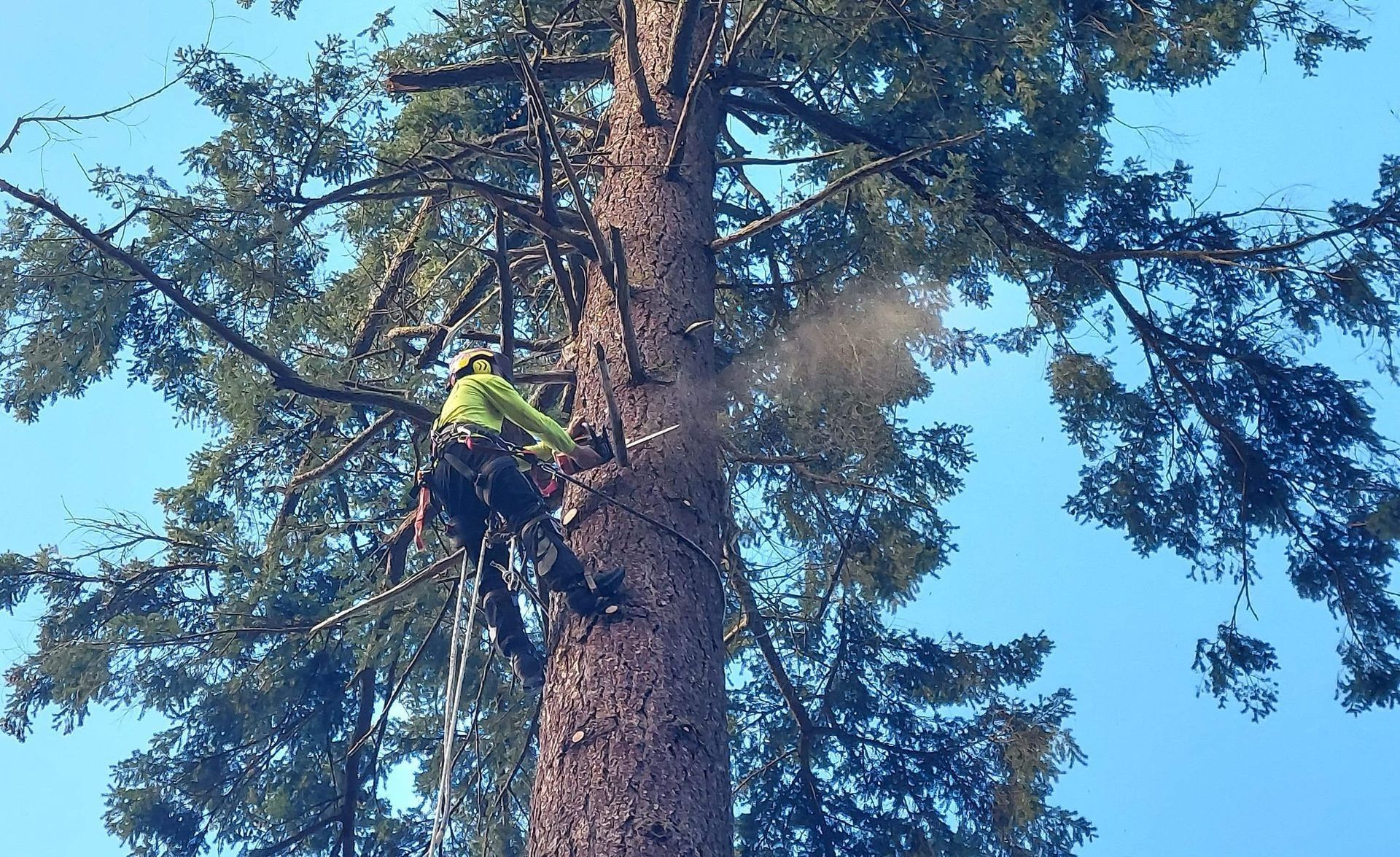 Arborist in a harness cuts a tree branch with a chainsaw, sawdust flying, against a blue sky.