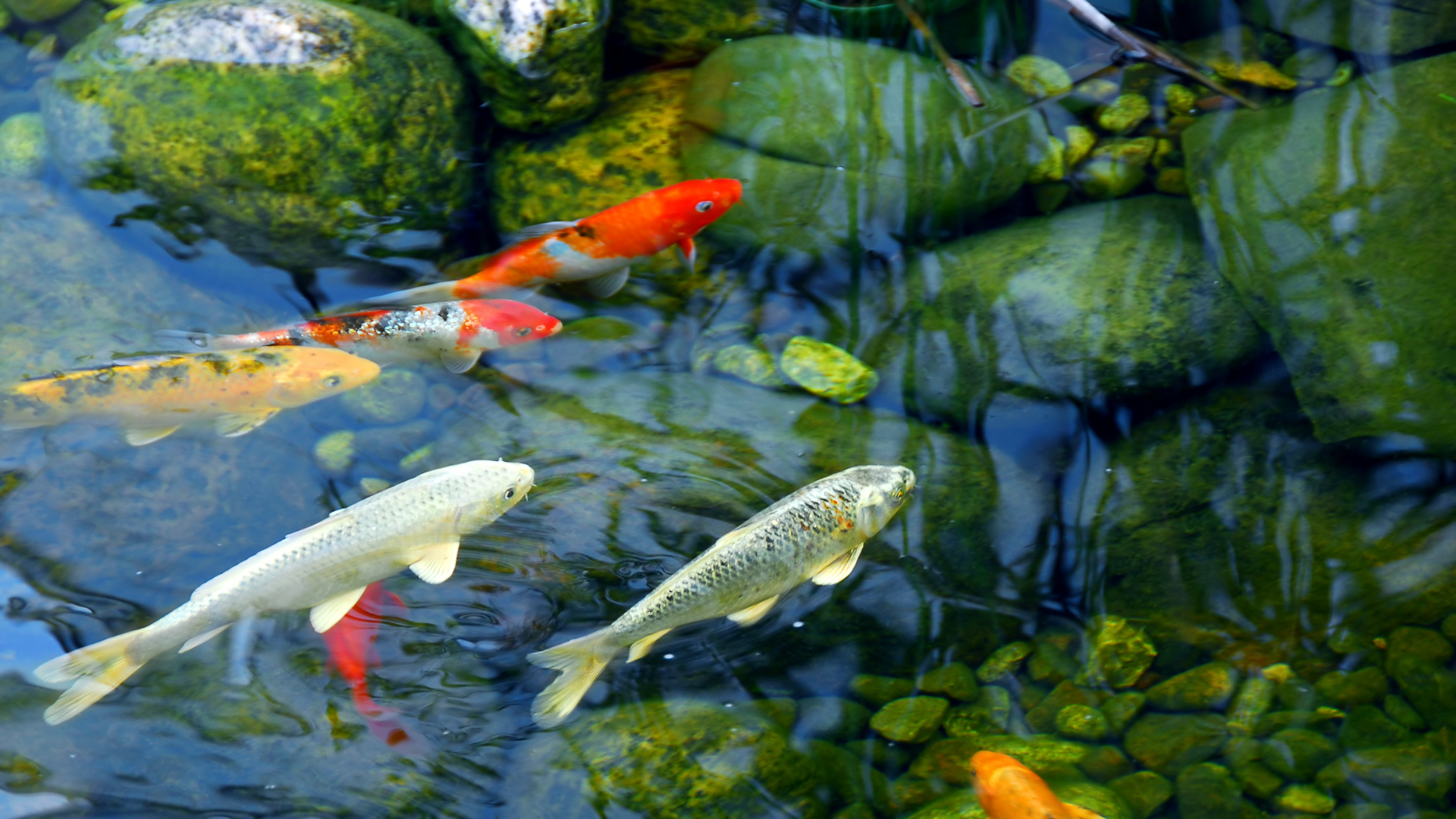 Koi fish of orange, white, and yellow swim in a pond with green algae-covered rocks.