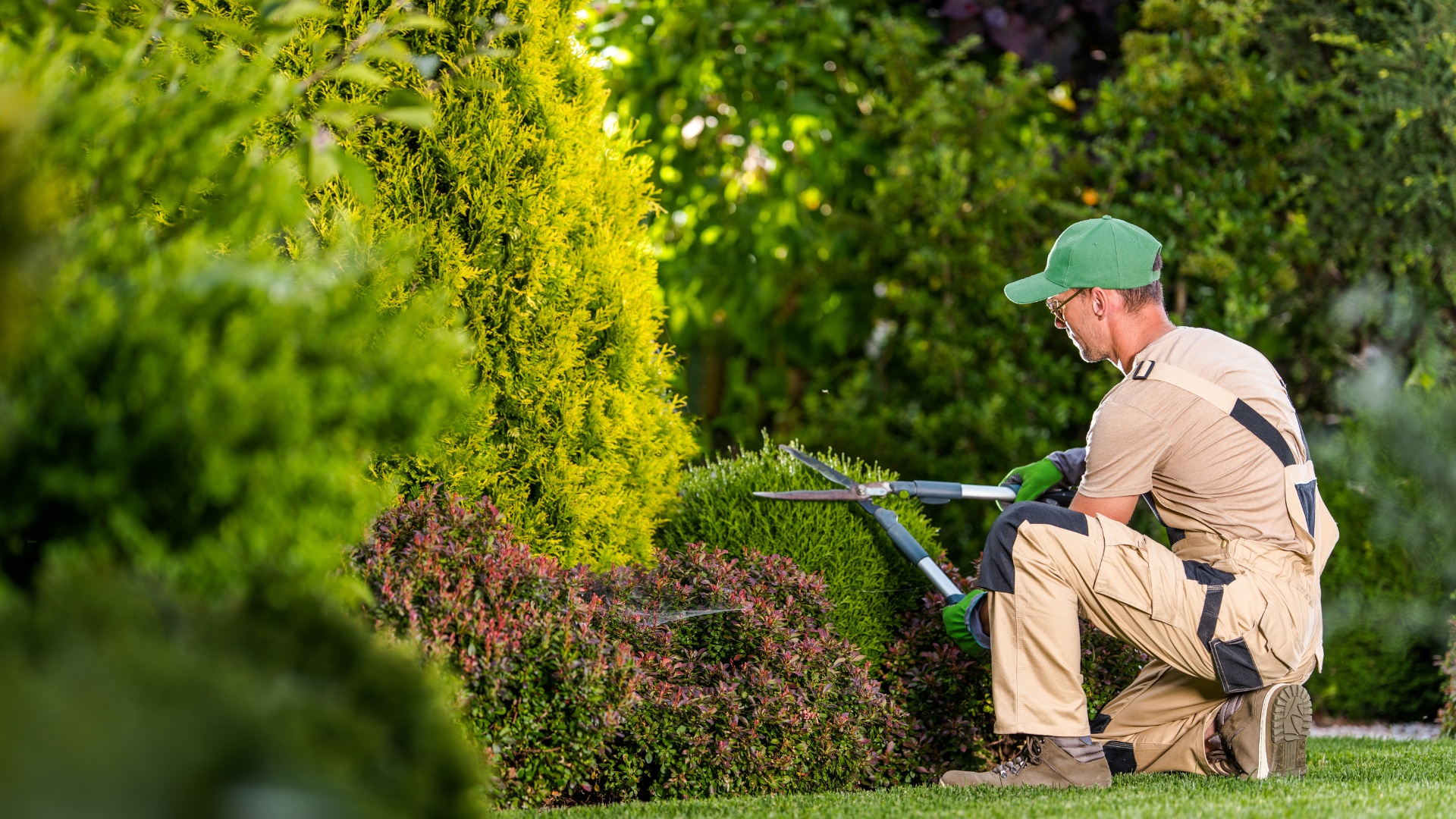 Gardener trimming a bush with large shears outdoors. He wears a green cap, tan uniform, and gloves.