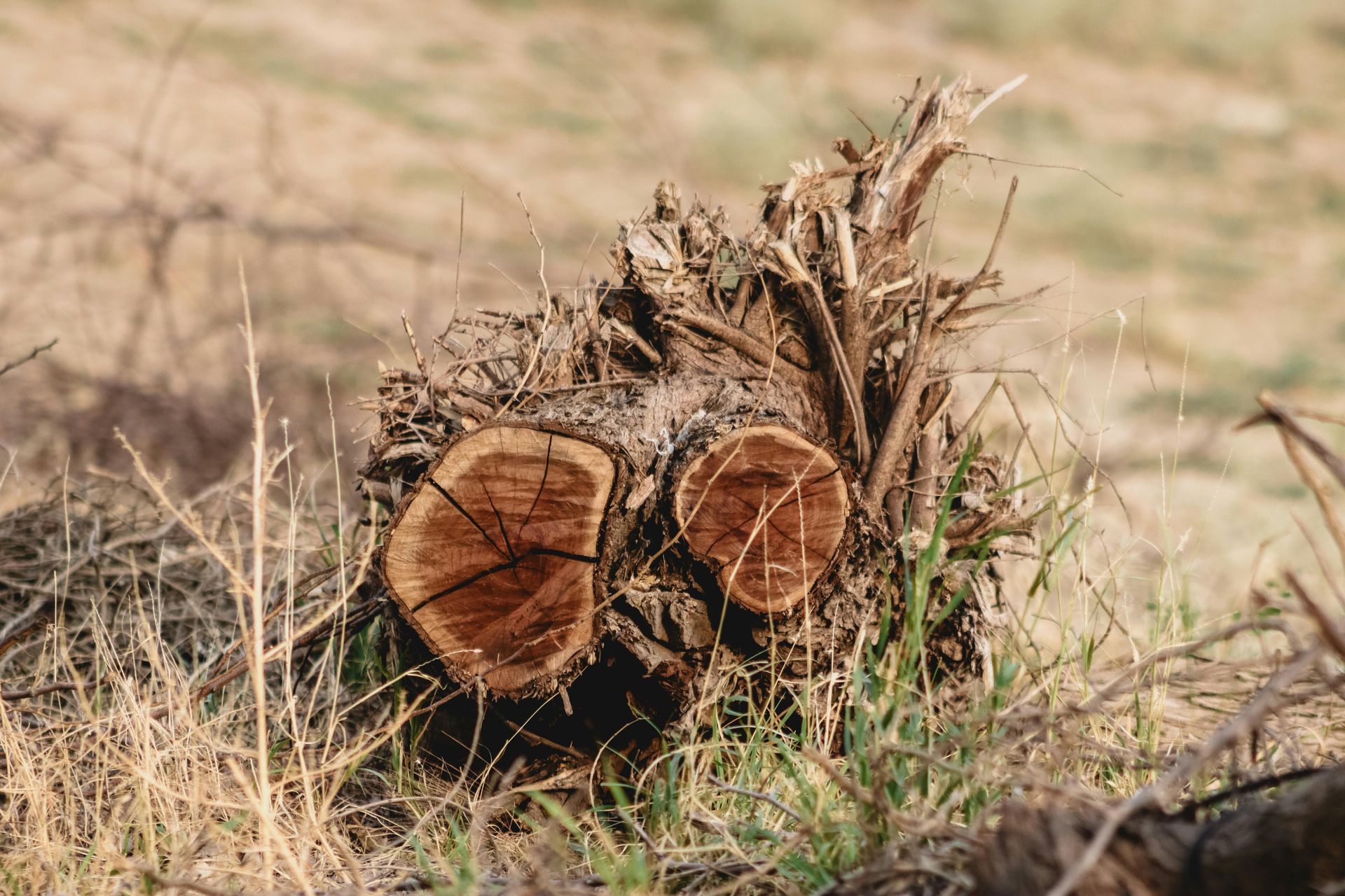 A tree stump with two cut trunks surrounded by dry grass and sparse green vegetation in a field.