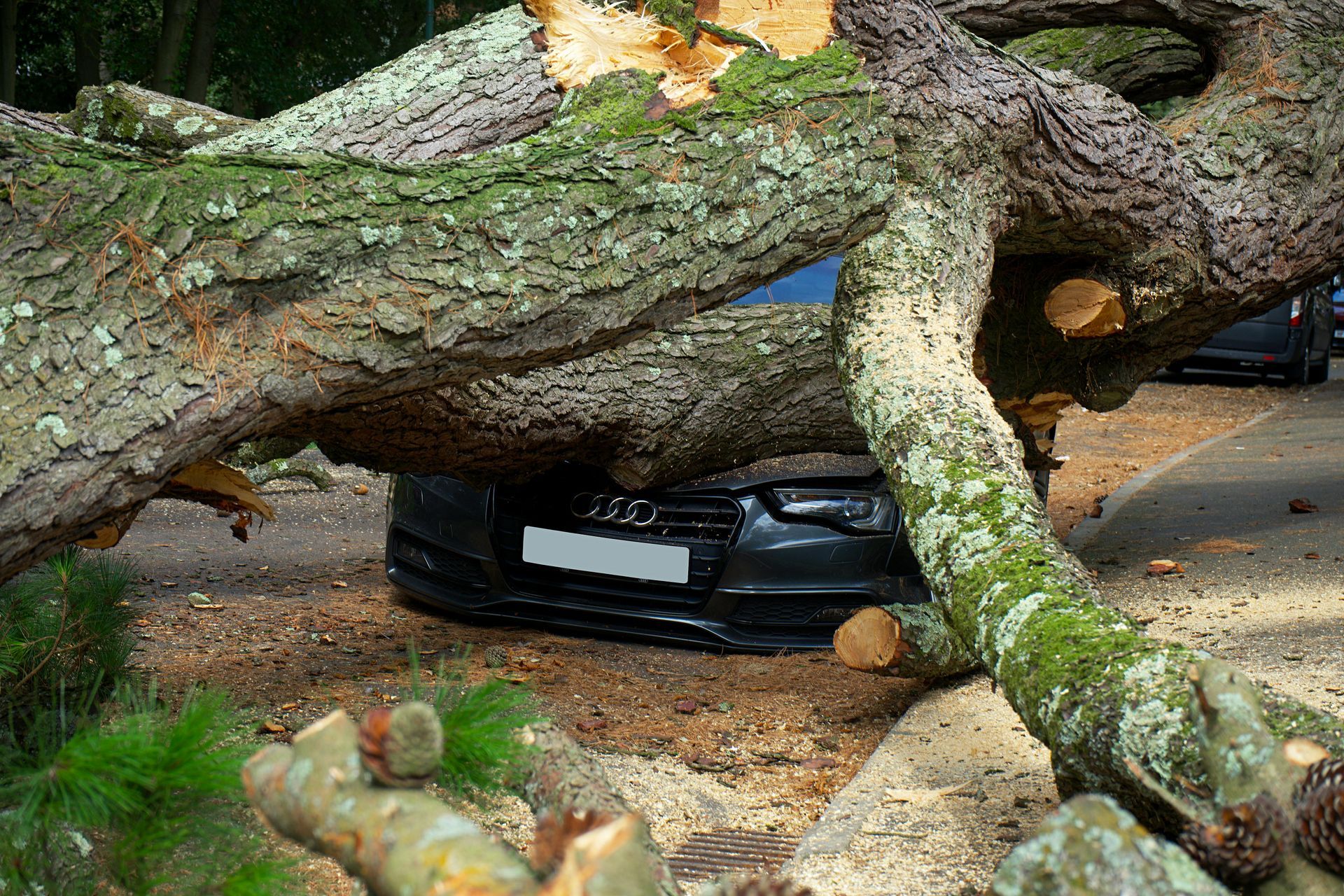 A large tree has fallen across the hood of a black Audi parked outdoors.