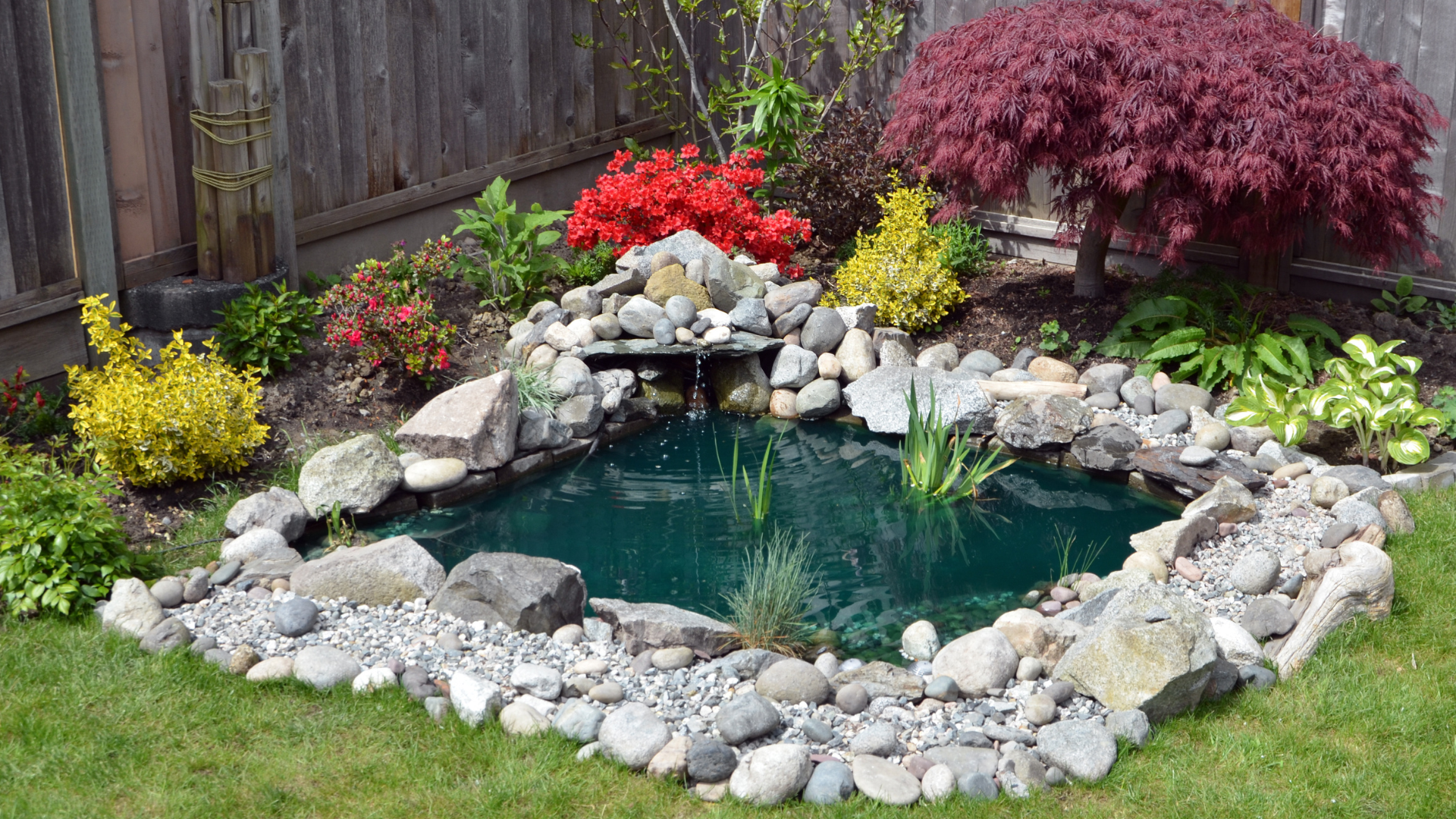 Small backyard pond with waterfall, surrounded by rocks and colorful plants.