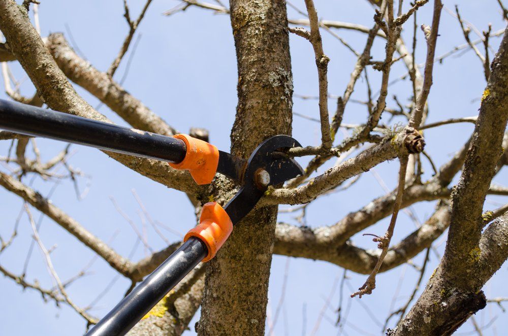 Pruning shears cutting a tree branch against a blue sky.