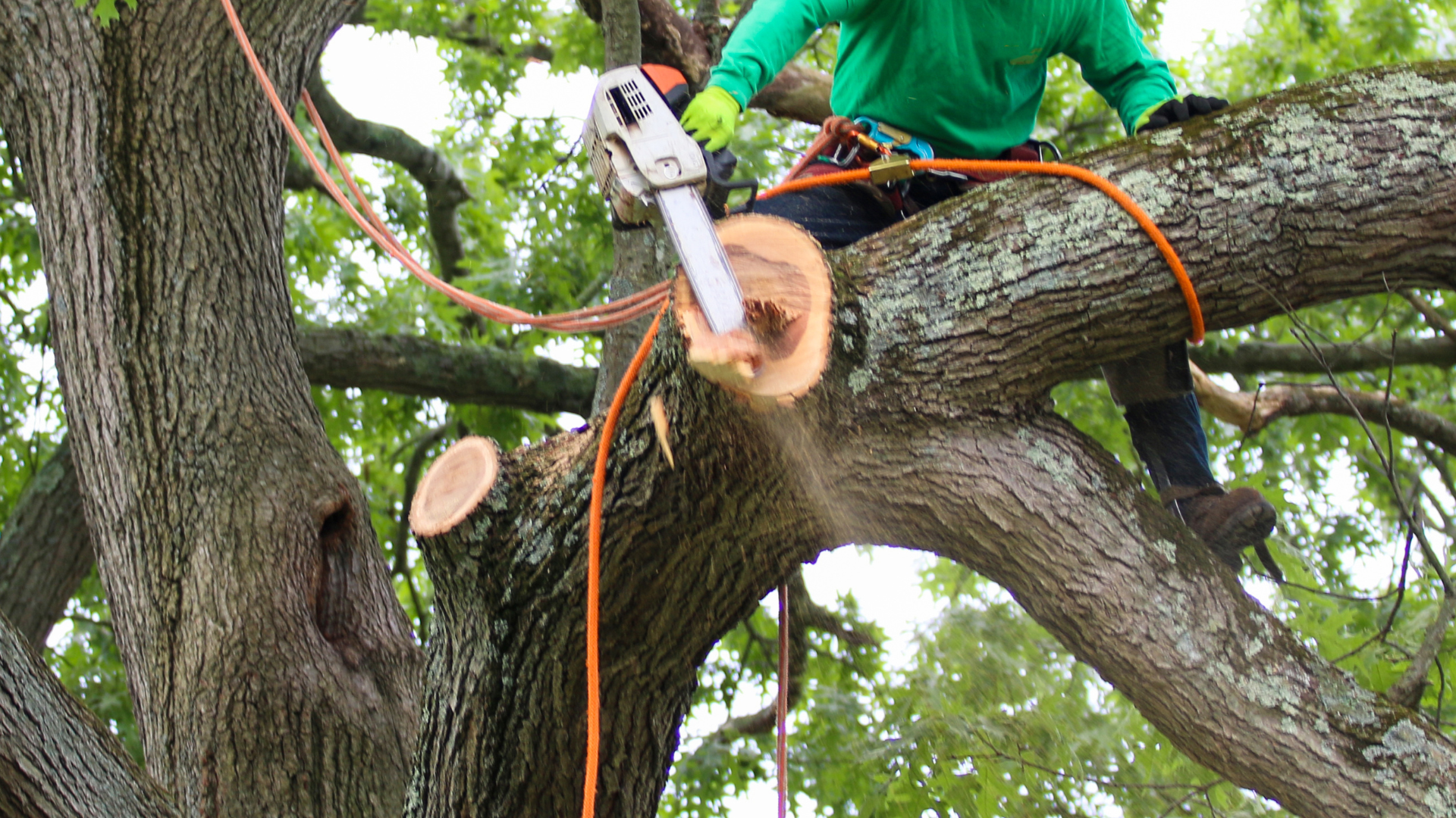 A worker in a green shirt is high in a tree, using a chainsaw to prune a large branch.